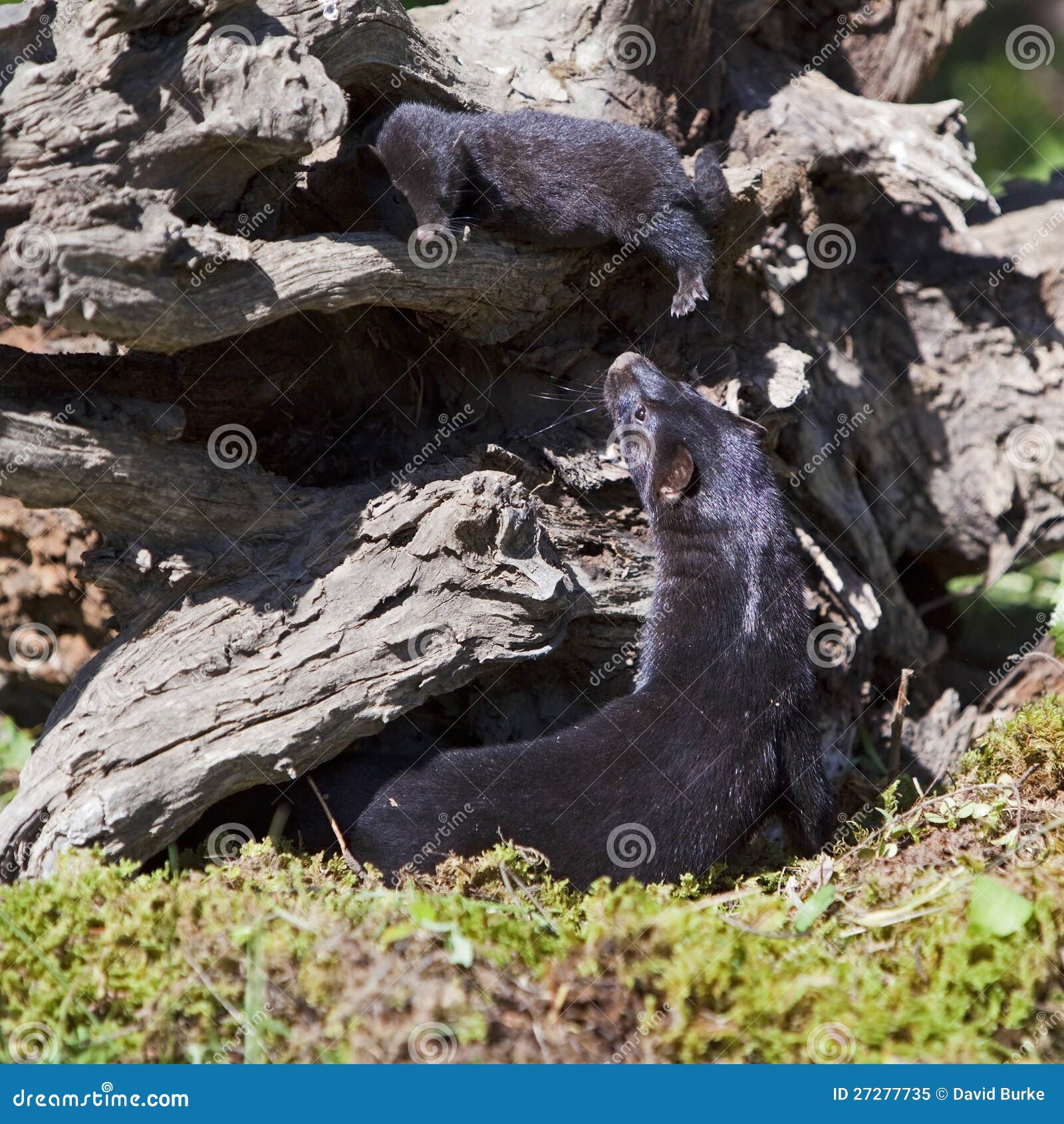 neovison vison american mink