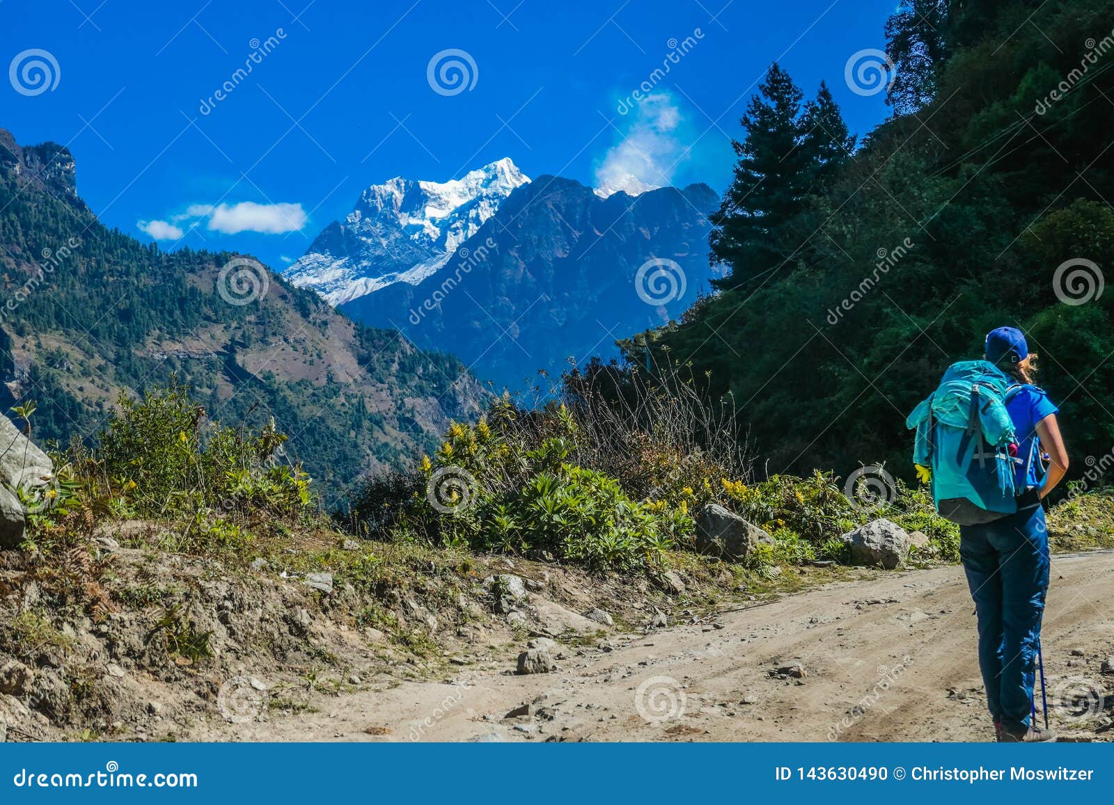 Nepal - emigrar a la muchacha que admira Manaslu. Emigrando a la muchacha con una mochila azul grande admira Manaslu, viaje del circuito de Annapurna, Nepal Bosque a la derecha A la izquierda otra montaña Manaslu cubrió con nieve Flores al lado del rastro que emigra