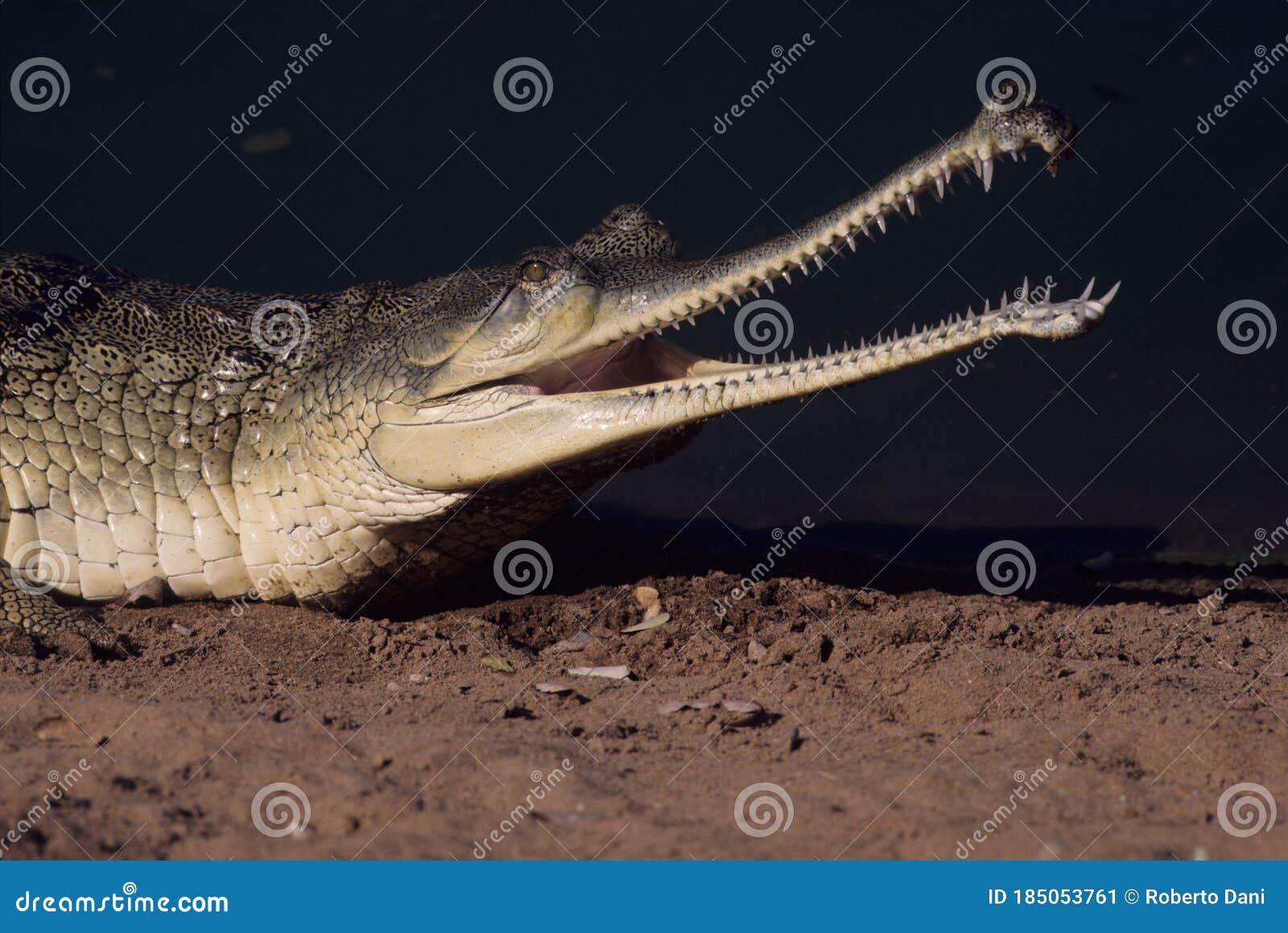The Gharial Gavialis Gangeticus Stock Image - Image Of Family, Crocodilian:  185053761