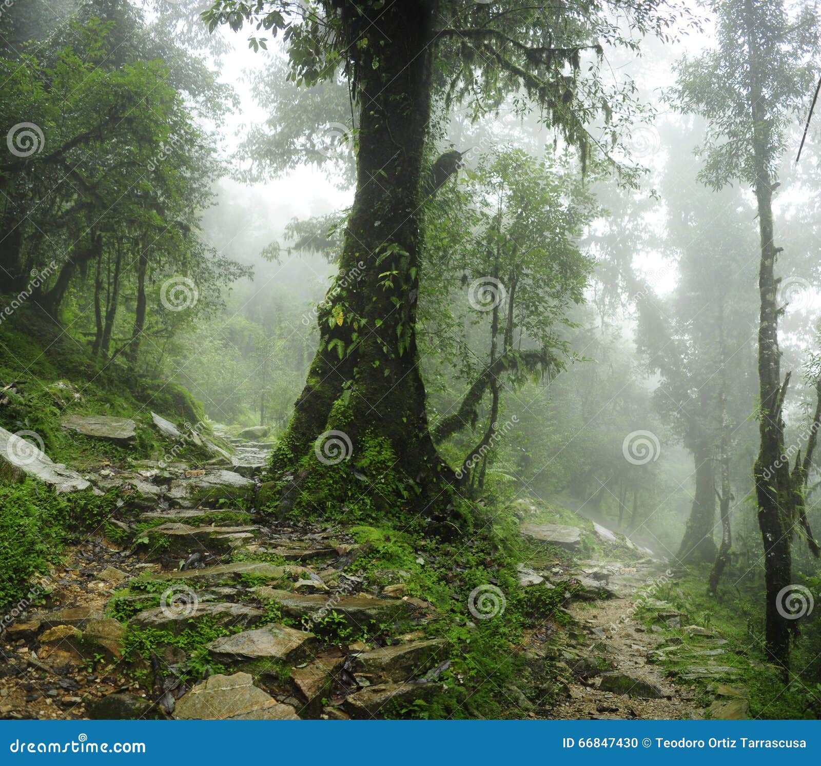 nepal jungle