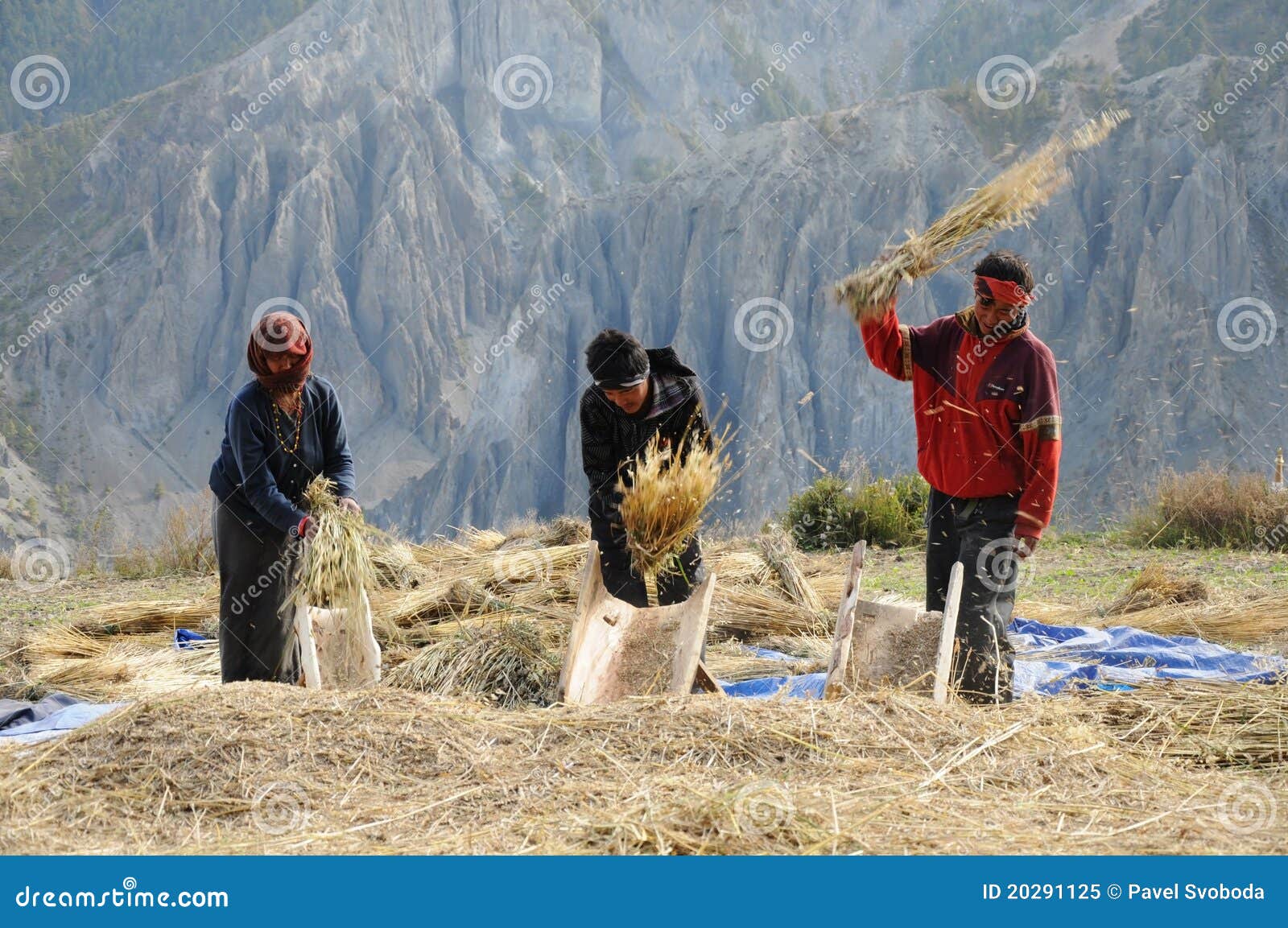 Nepalese People Process Cereals Harvest, Nepal Editorial Image Image of harvest, field 20291125