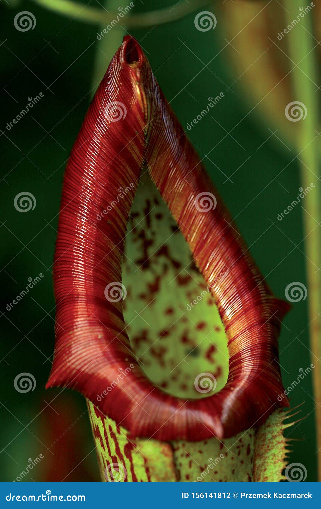 Nepenthe. Predator Among Flowers. Stock Photo - Image of nature ...