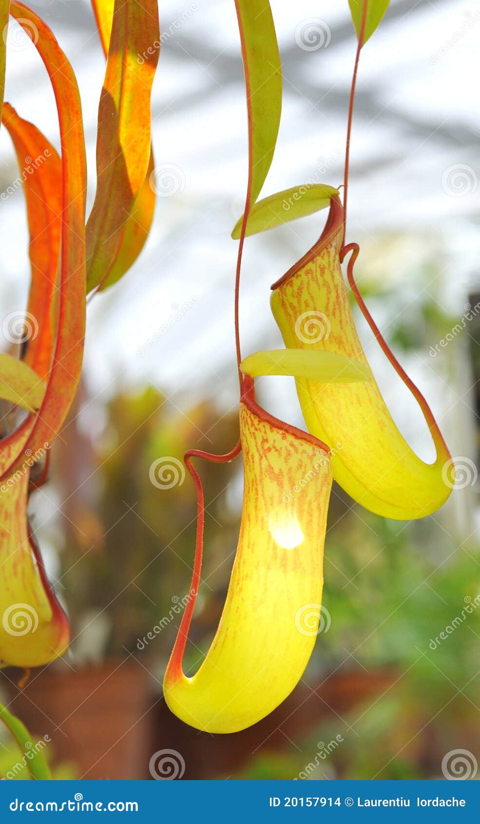 Nepenthe Tropical Carnivore Plant Stock Photo - Image of branch, flora ...