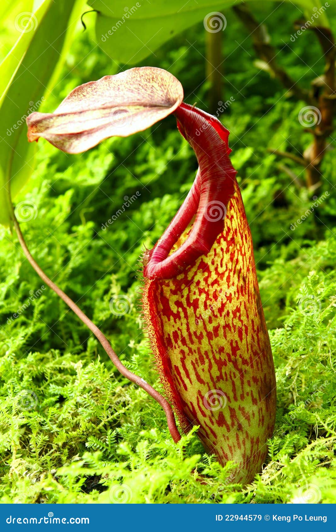 Nepenthe Tropical Carnivore Plant Royalty Free Stock Images - Image ...