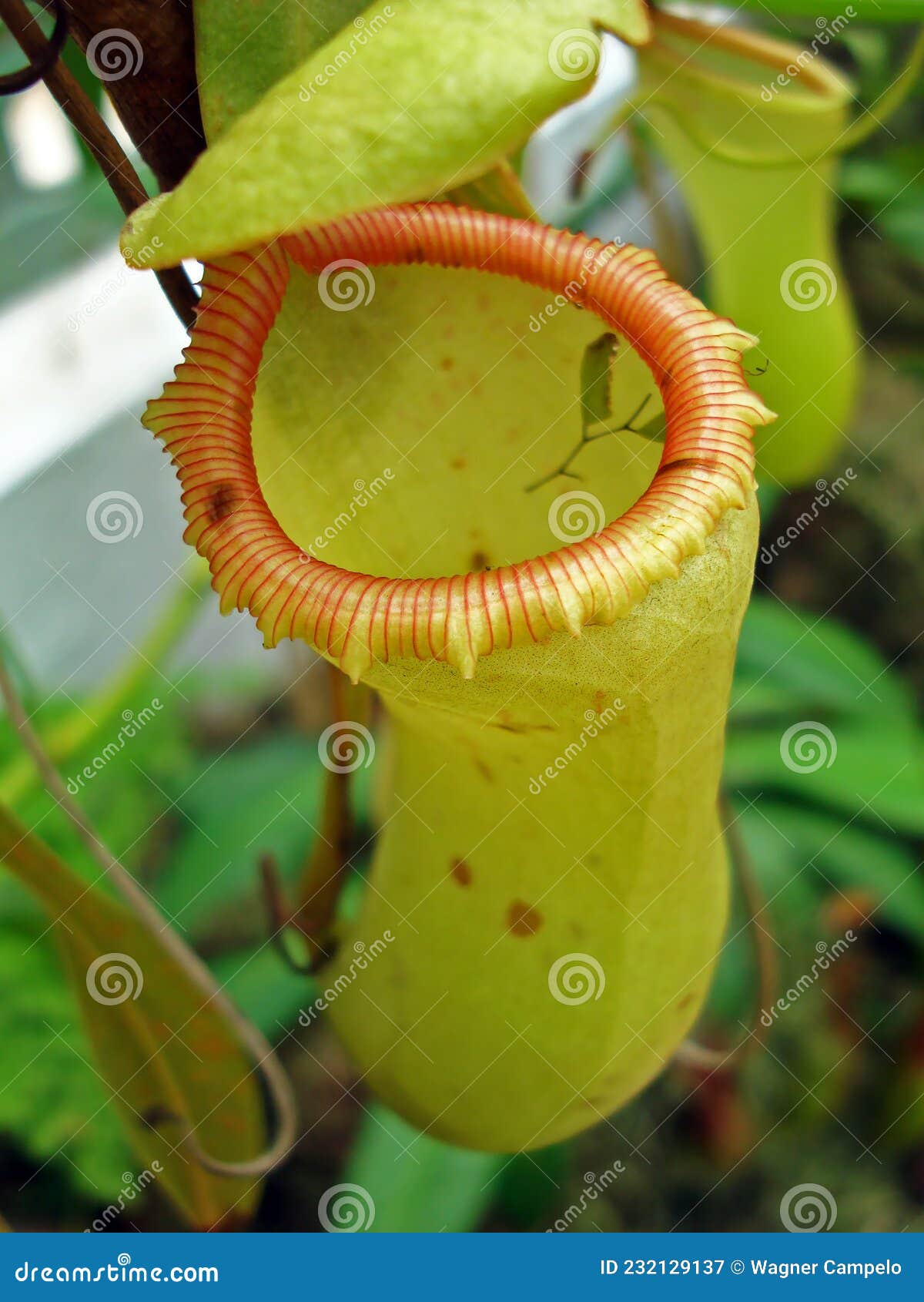 Insectivorous Plants insectivorous-plants