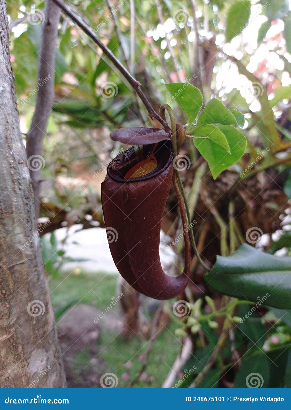 nepenthes hibrid orbiculata with ampullaria black miracle