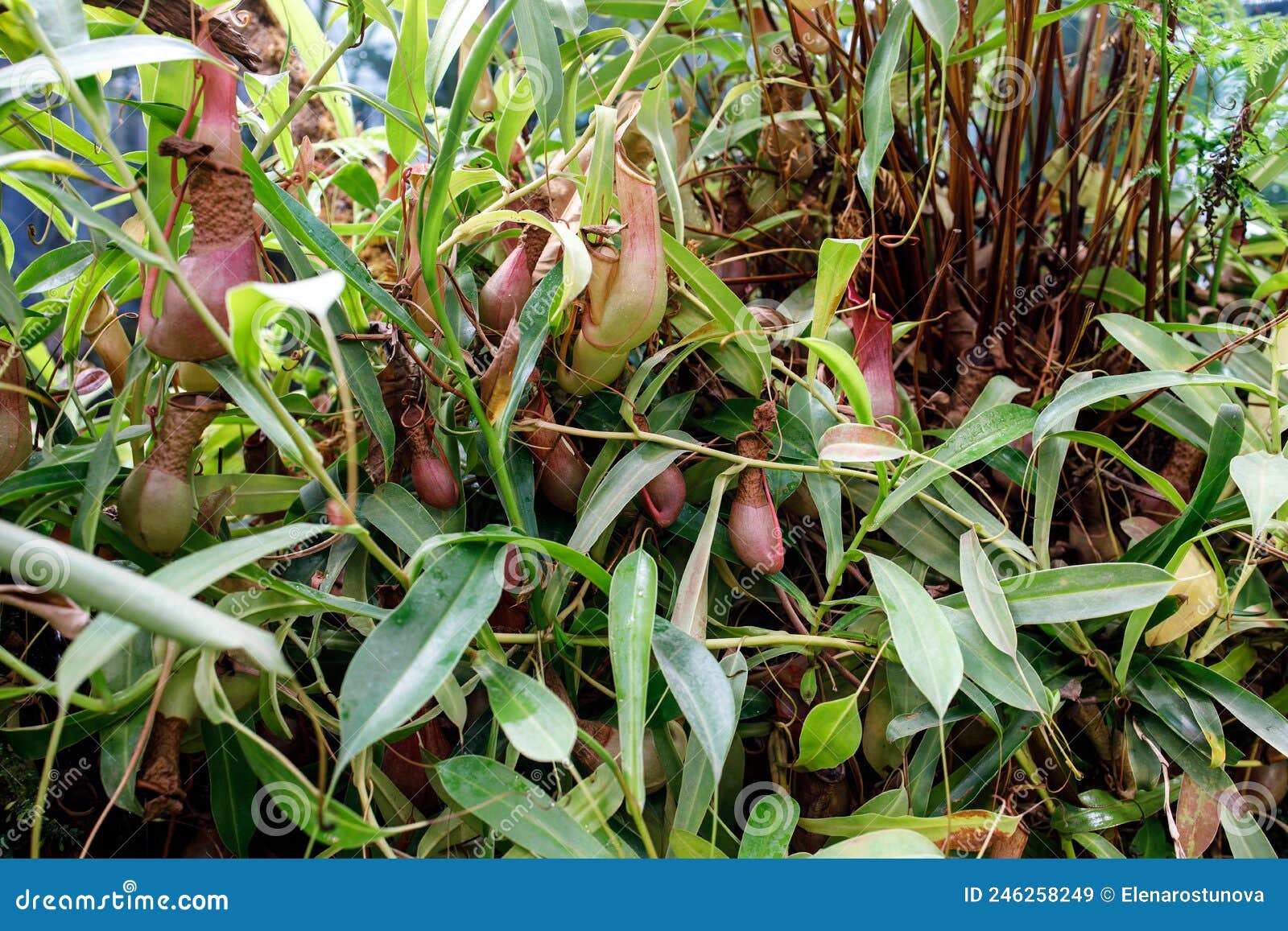 nepenthes, a pitfall traps, pitcher plant