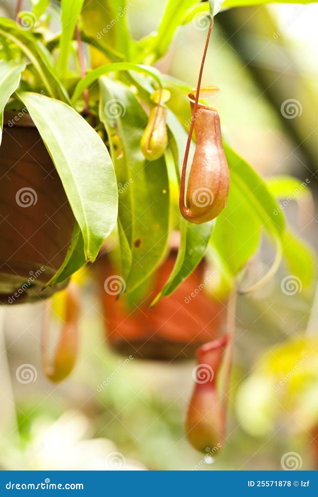 Nepenthes potting stock photo. Image of hanging, tropical 25571878