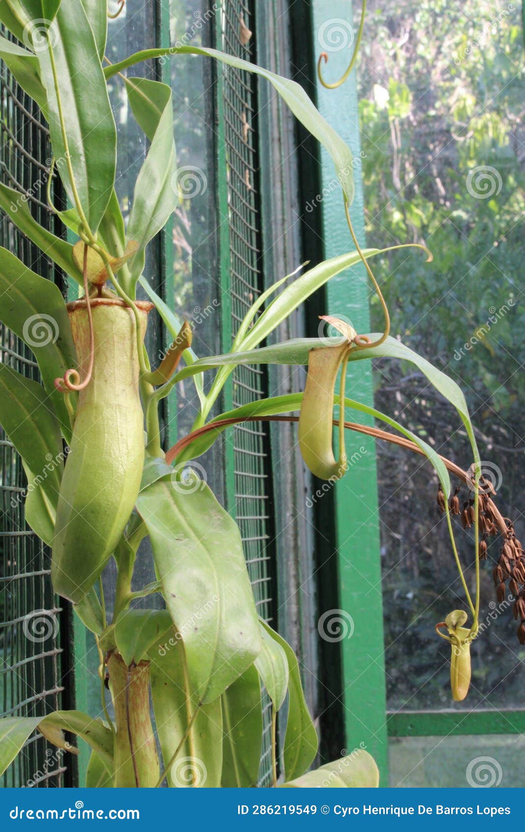 nephentes tropical pitcher plant details photo,nepenthes mirabilis, asian species, introduced species