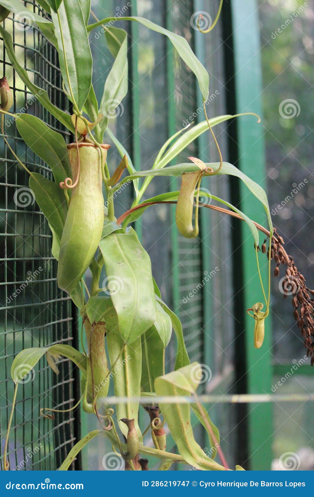 nephentes carnivore plant details background,nepenthes mirabilis, asian species, introduced species