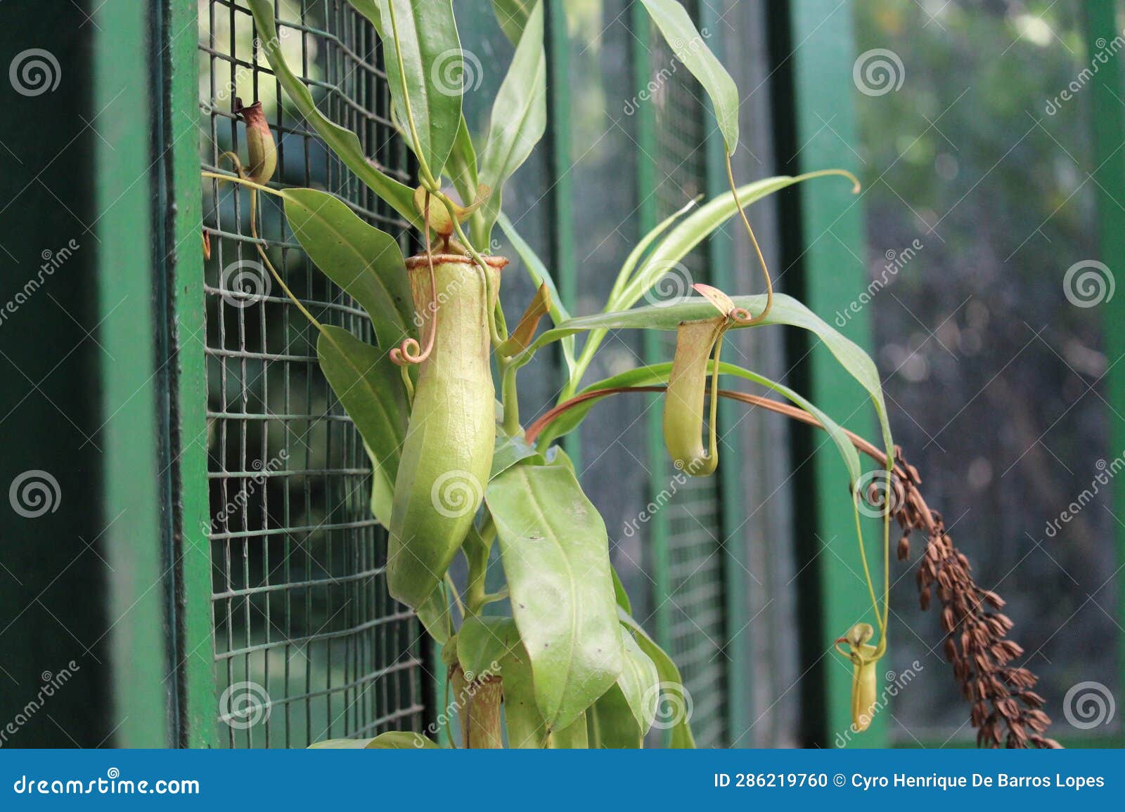 nephentes carnivore plant details background,nepenthes mirabilis, asian species, introduced species