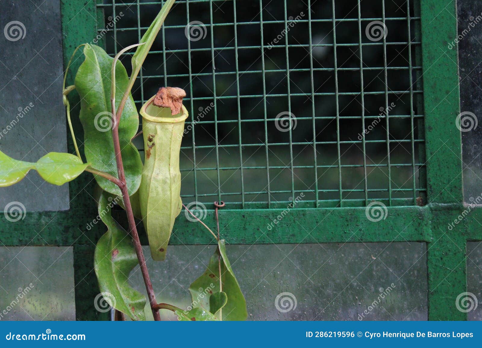 nephentes ropical pitcher plant details photo,nepenthes mirabilis, asian species, introduced species