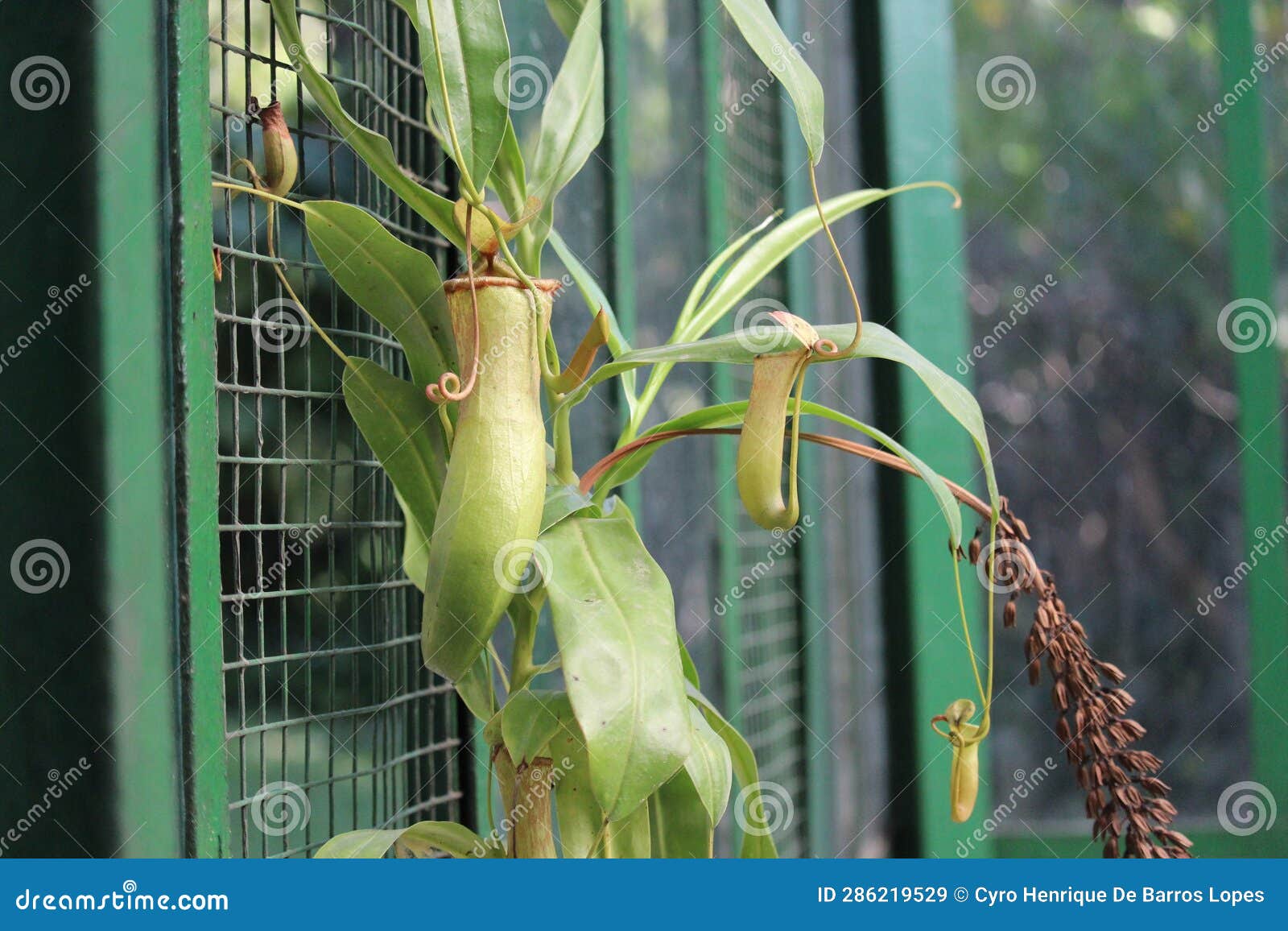 nephentes tropical carnivore pitcher plantphoto,nepenthes mirabilis, asian species, introduced species