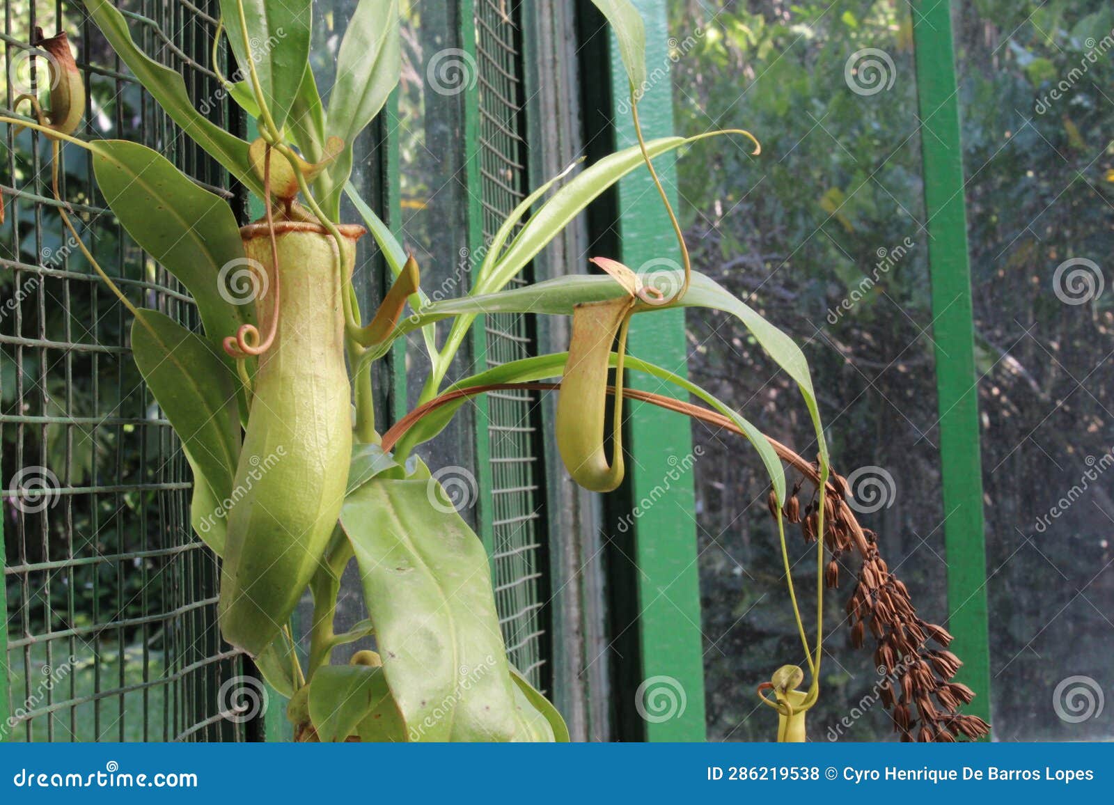 nephentes tropical carnivore pitcher plantphoto,nepenthes mirabilis, asian species, introduced species