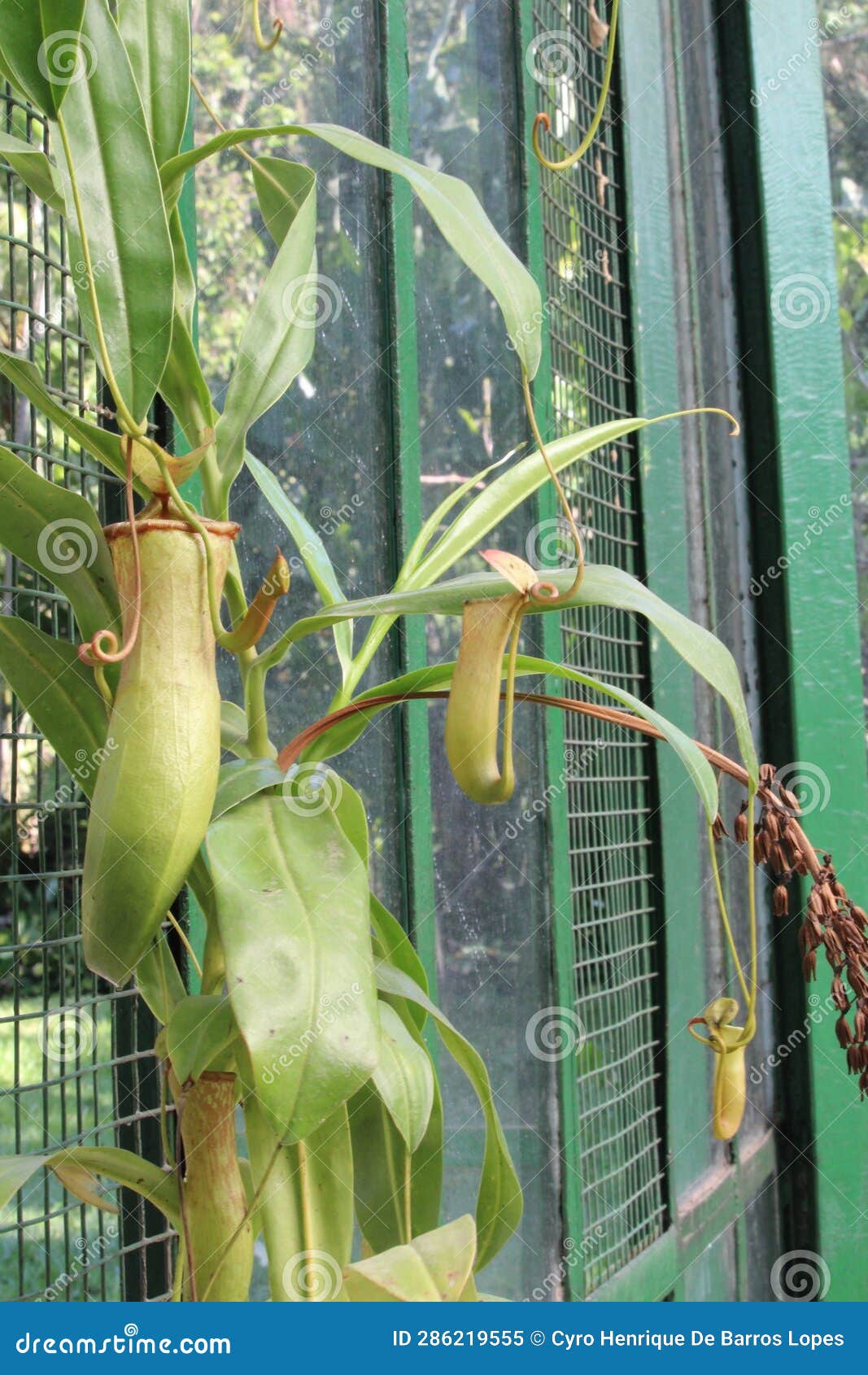 nephentes tropical pitcher plant details photo,nepenthes mirabilis, asian species, introduced species