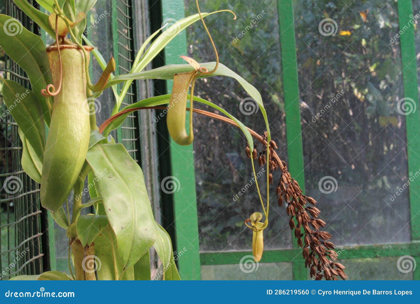 nephentes tropical pitcher plant details photo,nepenthes mirabilis, asian species, introduced species