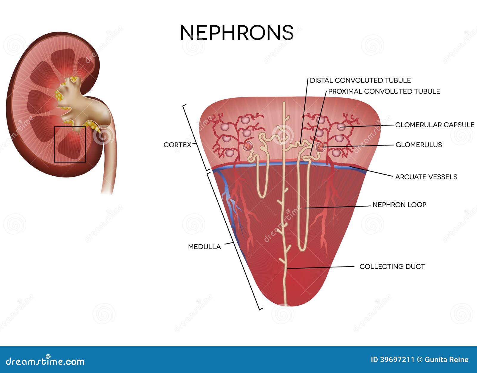 nephron parts