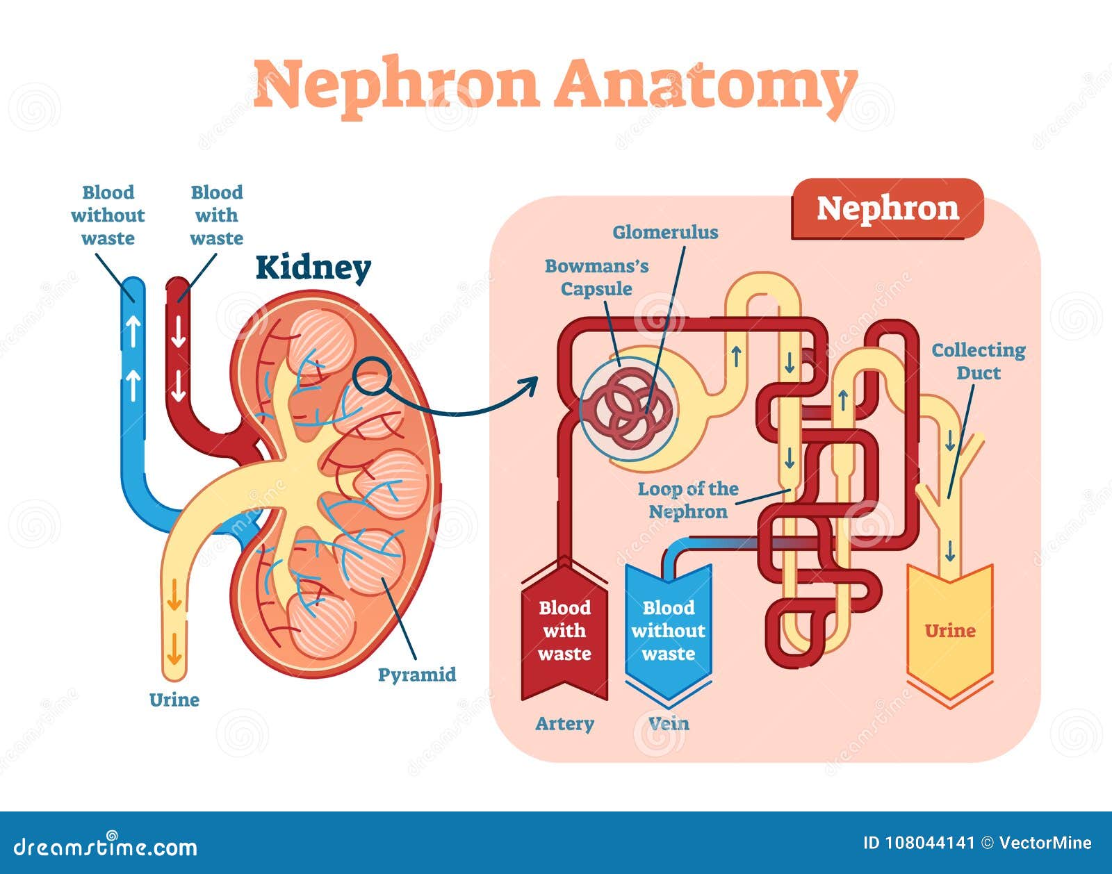 kidney nephron anatomy,   diagram scheme.