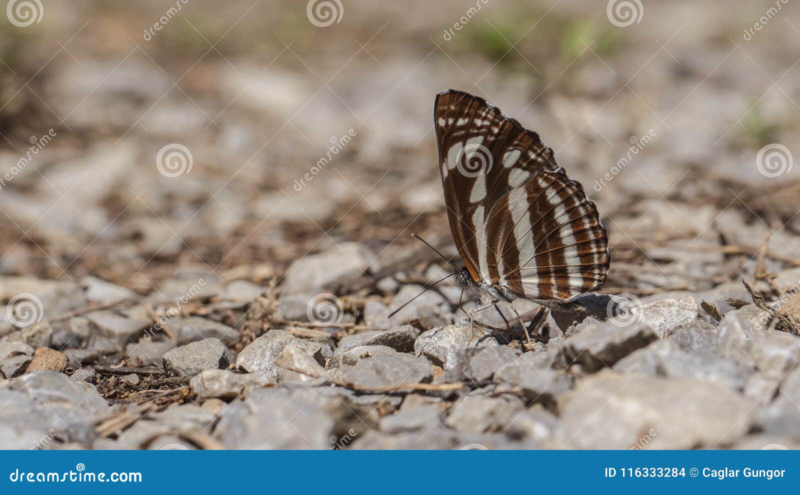 neptis sappho butterfly