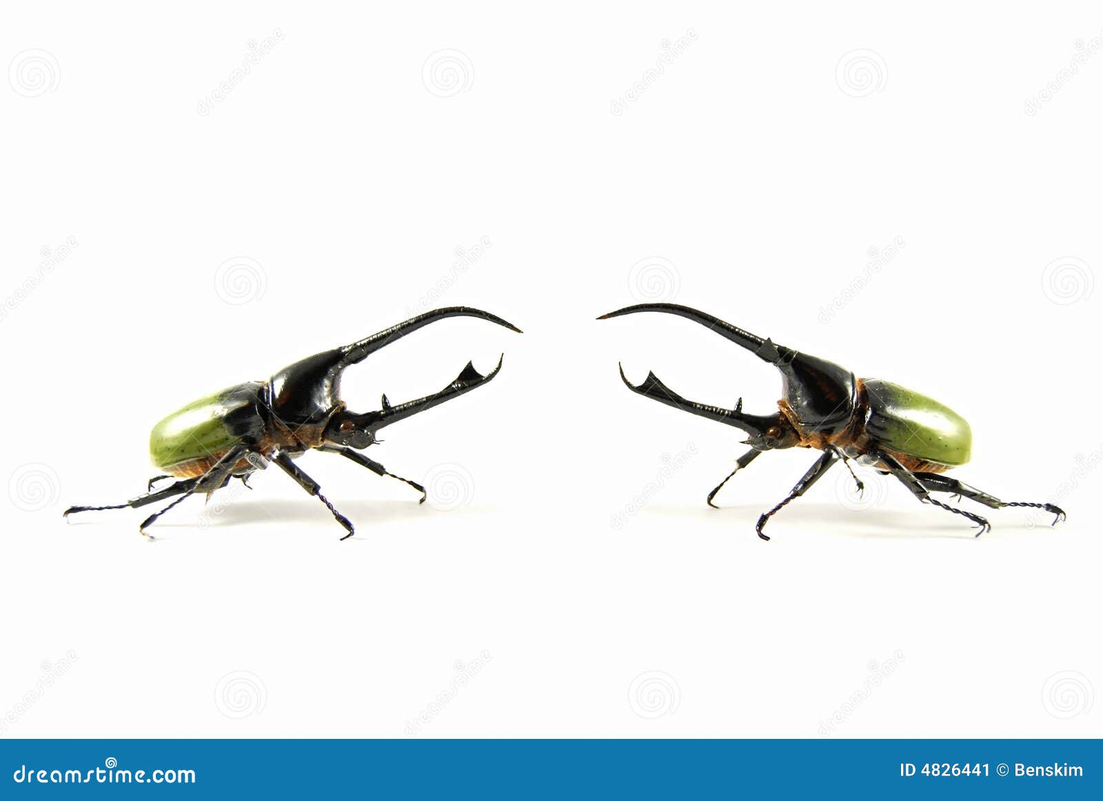 Neptune Beetle Vs Neptune Beetle Stock Image Image of dispute, braun