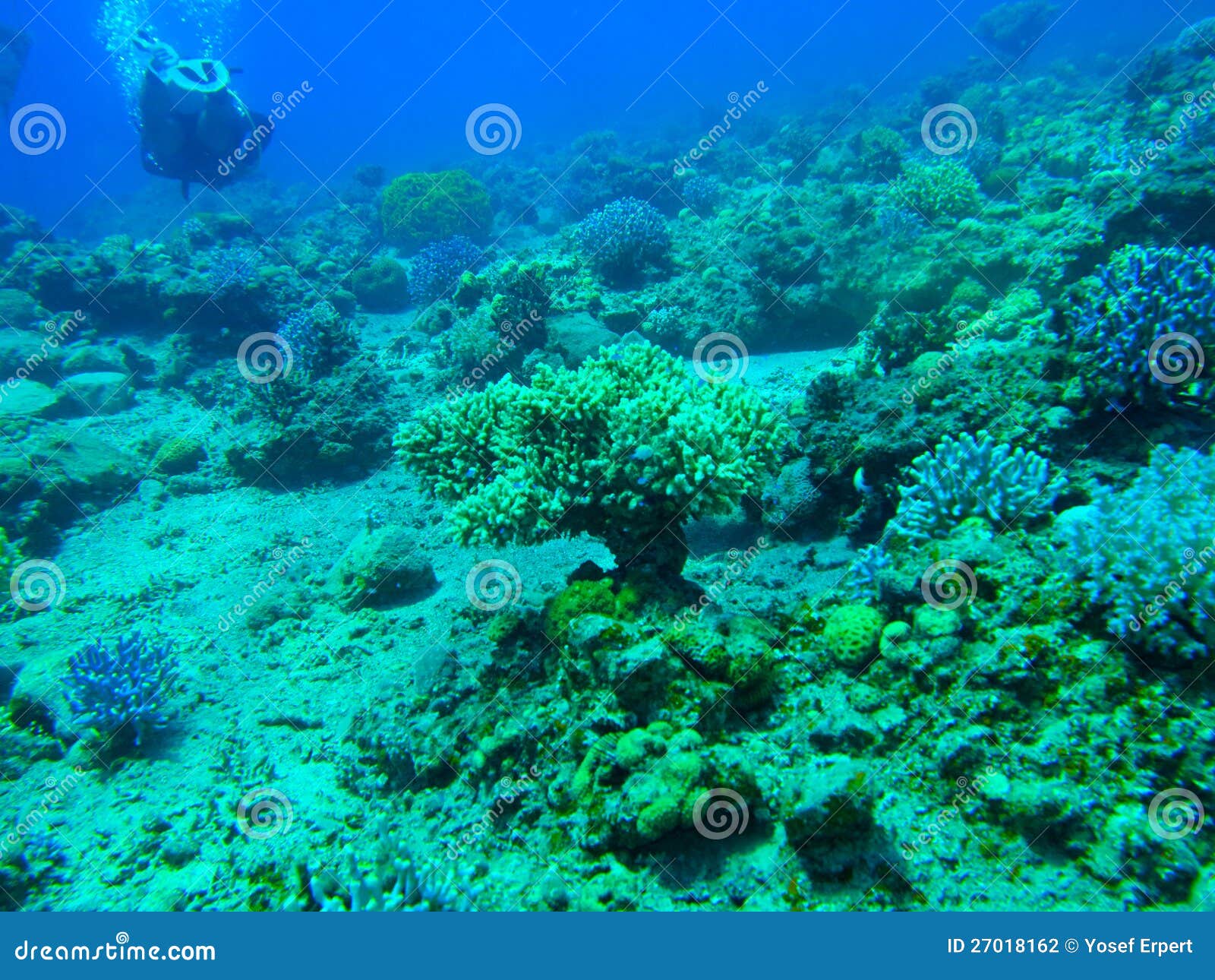 Neptune gardens stock photo. Image of tree, scenery, landscape 27018162