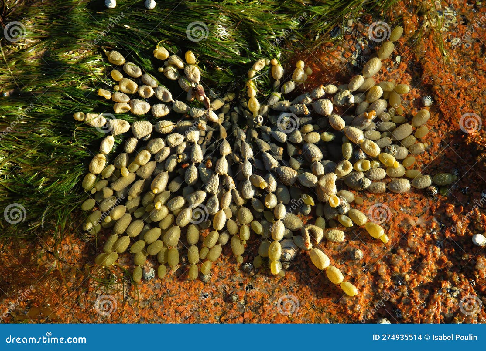 The brown algae Neptune's necklace Hormosira banksii on the intertidal... |  Download Scientific Diagram