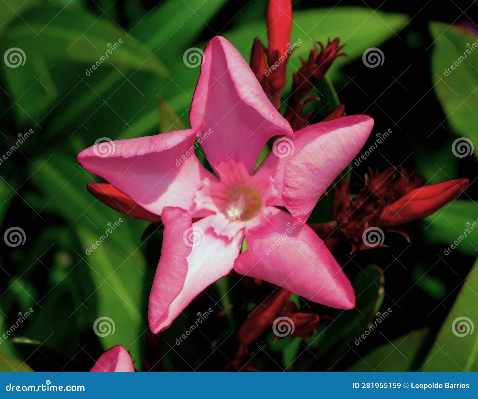 nerium oleander pink flower