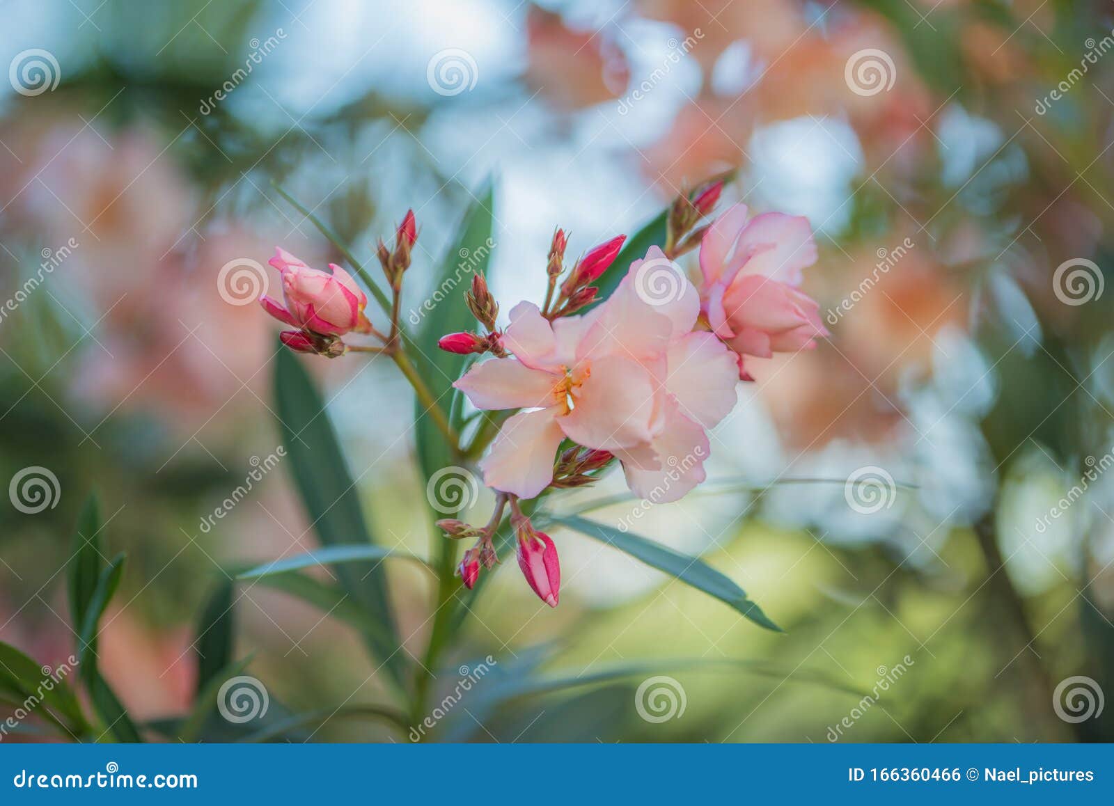 nerium oleander flower and leaves