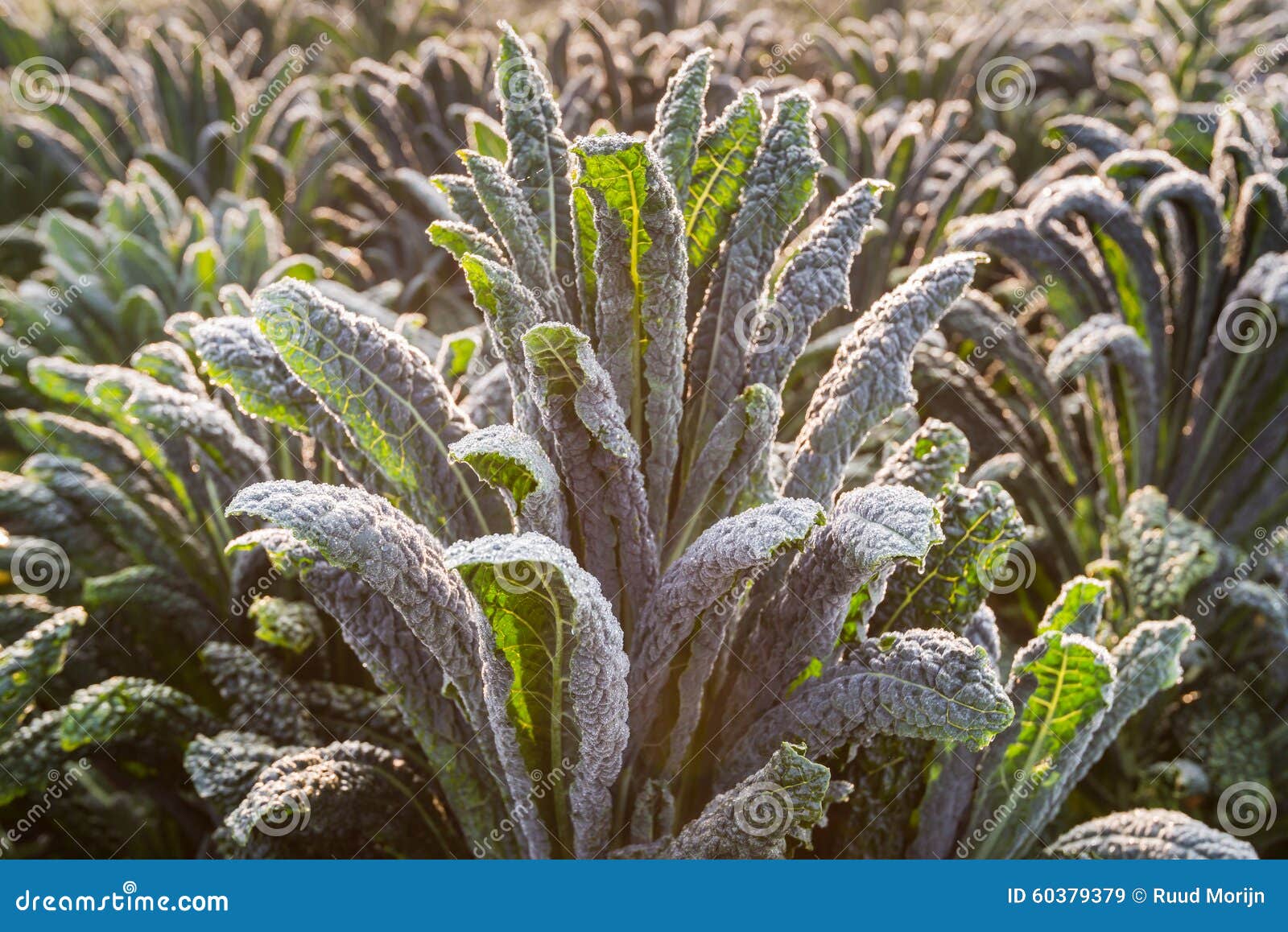 Semi Lacinato Dinosauro Semi Di Cavolo Nero Toscano (Lacinato) | Raccolta 2025 Per Orto Domestico - Dinosauro Kale Cavolo Cappuccio - Foto 9