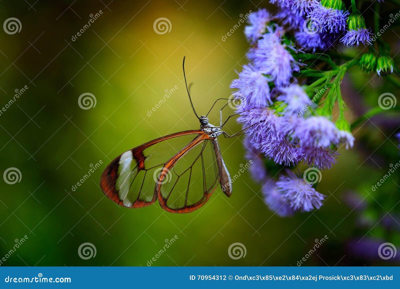 nero glasswing, greta nero, close-up of transparent glass wing butterfly on green leaves, scene from tropical forest, costa rica,