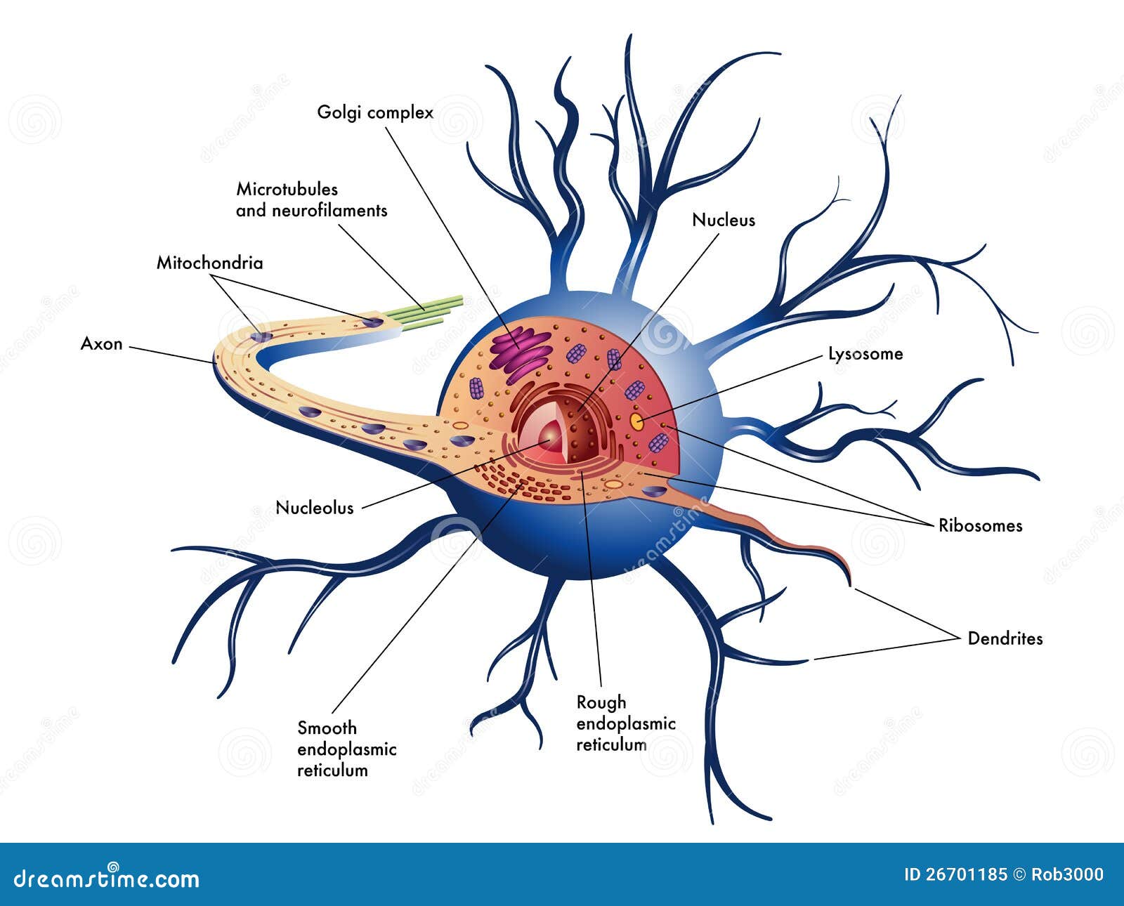 nerve cell