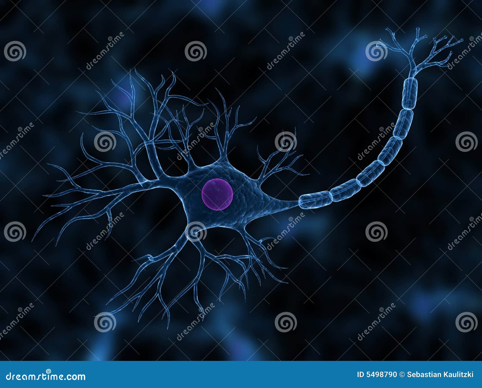 nerve cell