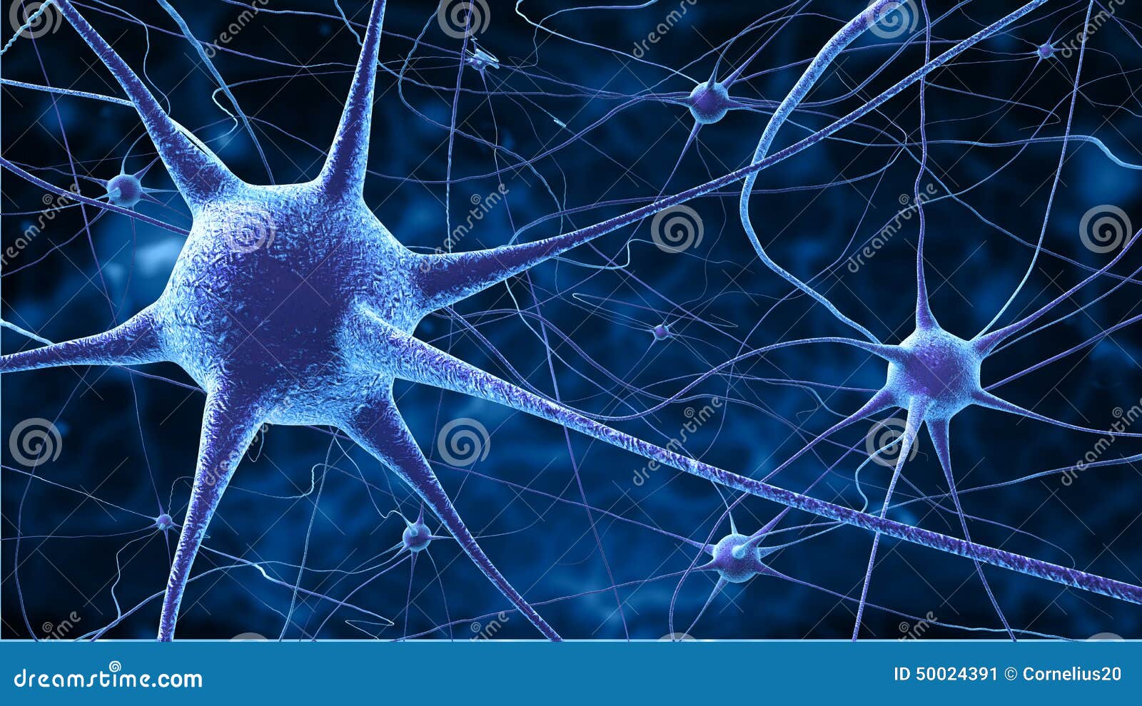 nerve cells