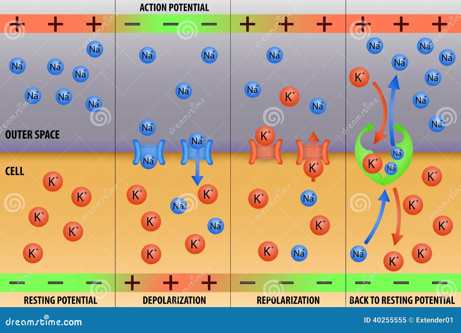 nerve impulse action potential of neuron