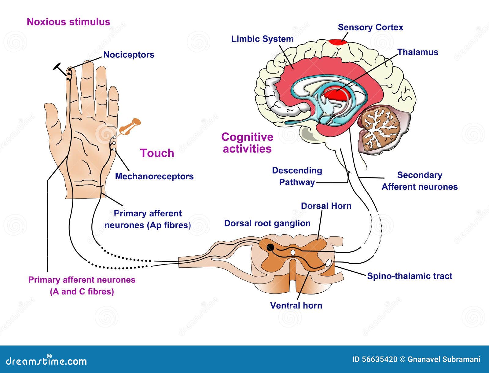 Nerve Pathway Diagram