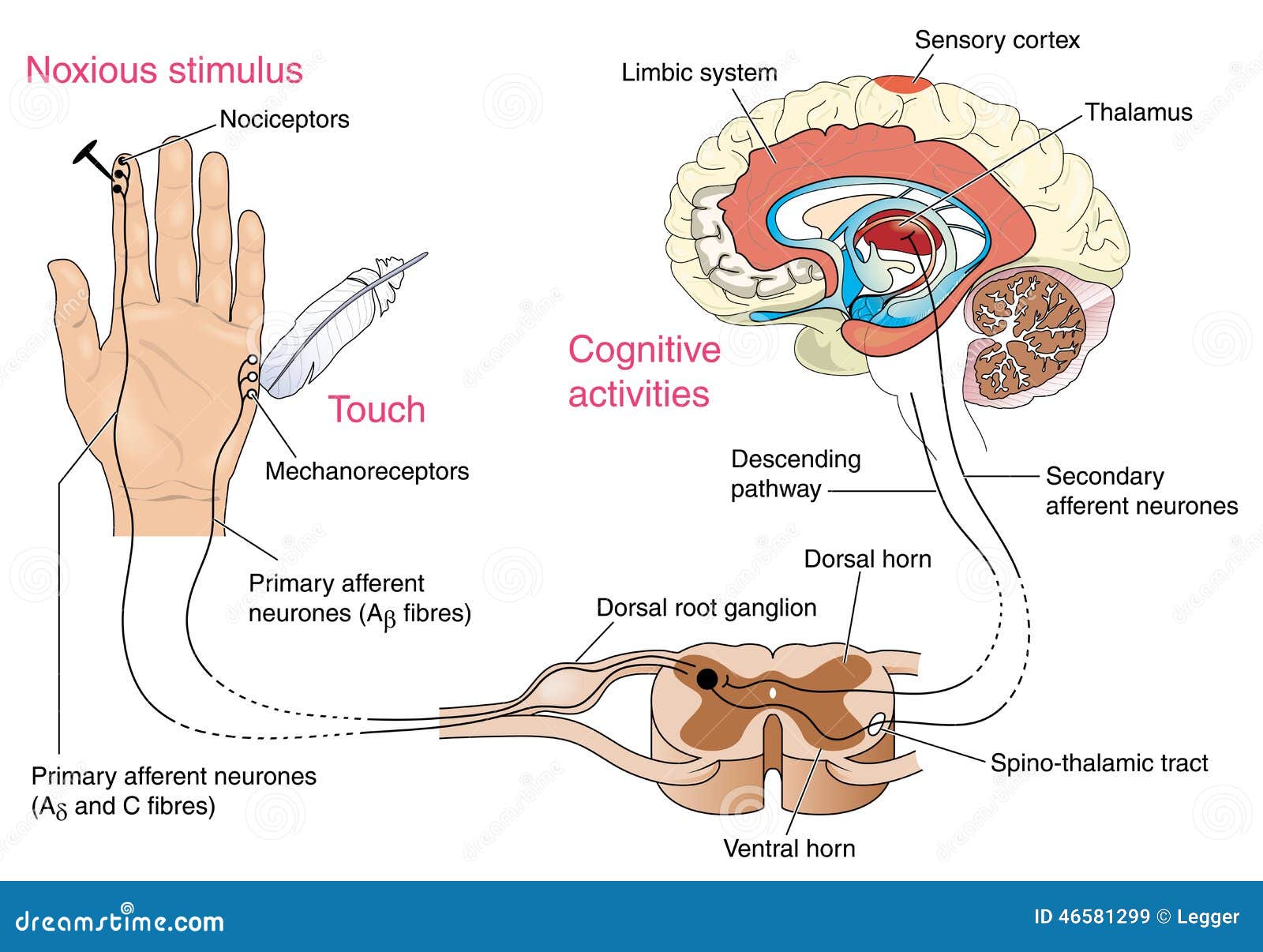 Nerve Response To Pain and Touch Stock Vector - Illustration of delta