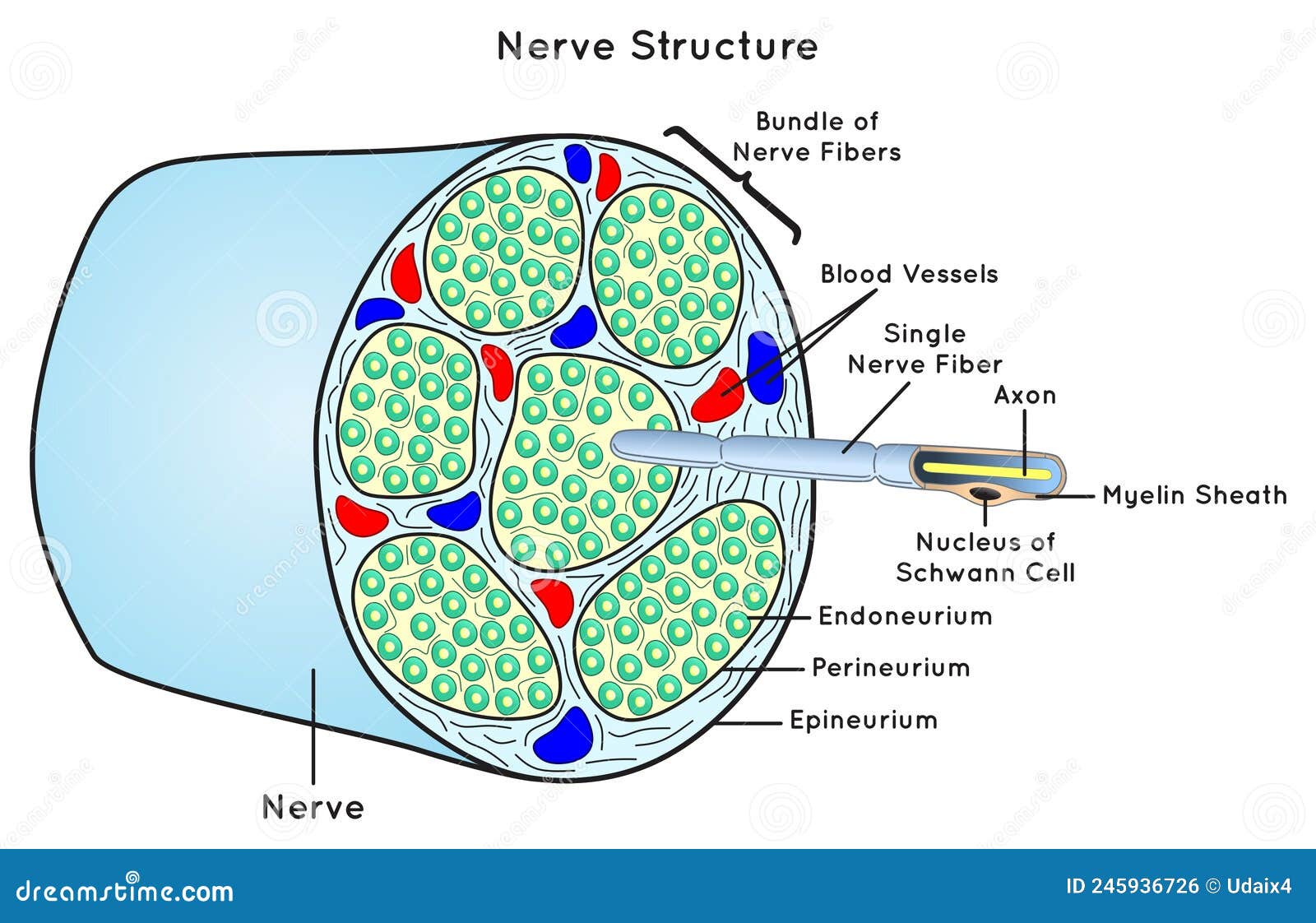 nerve structure scheme infographic diagram