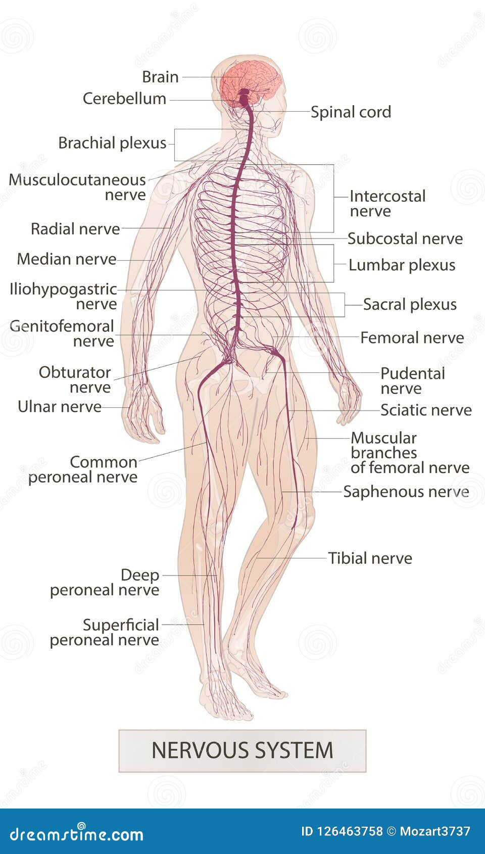 Nervensystem Menschliche Korperteile Mann Anatomie Hand Ertrinken Die Lokalisierte Vektorskizzenillustration Vektor Abbildung Illustration Von Diagramm Gesundheit