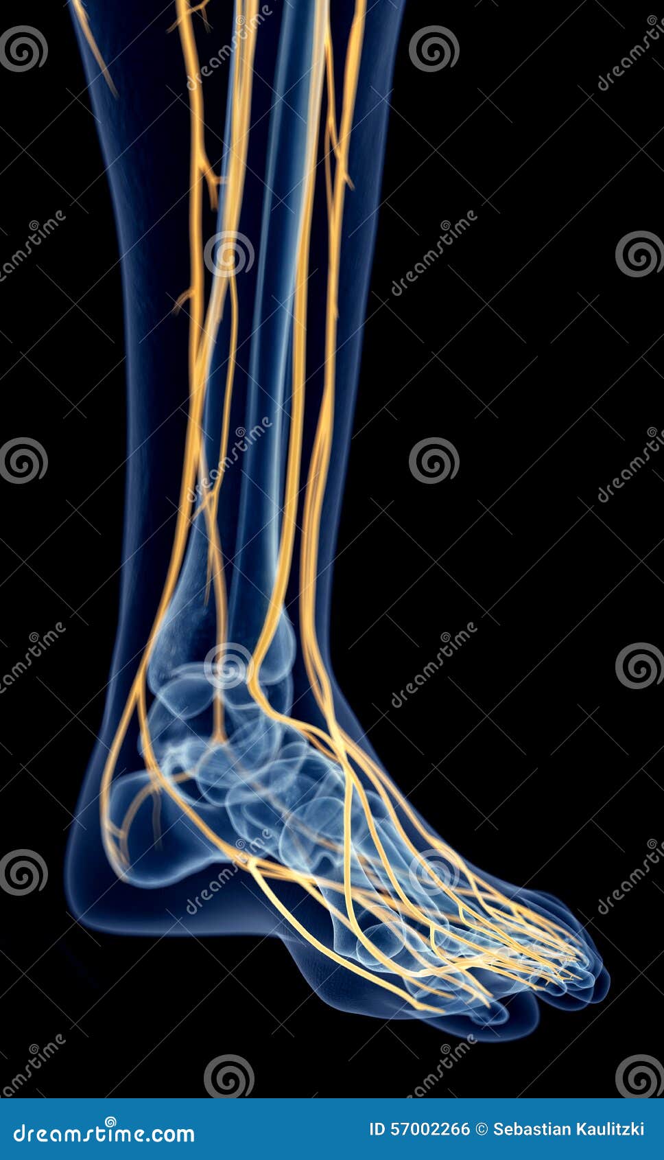 diagram of nerve endings in feet diagram of nerve endings in feet
