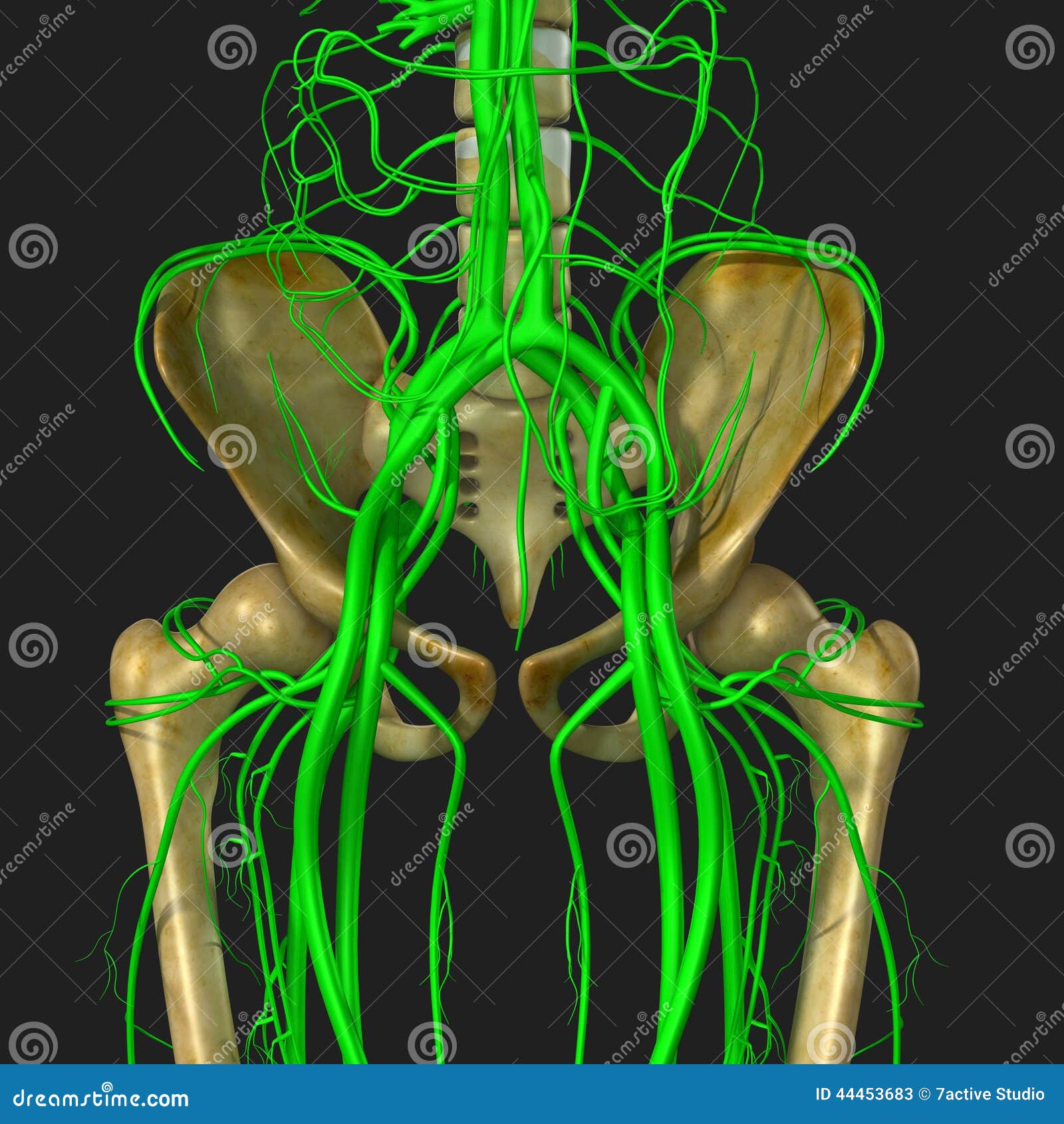 Nerves And Hip Bone Stock Illustration Illustration Of Nerve 44453683