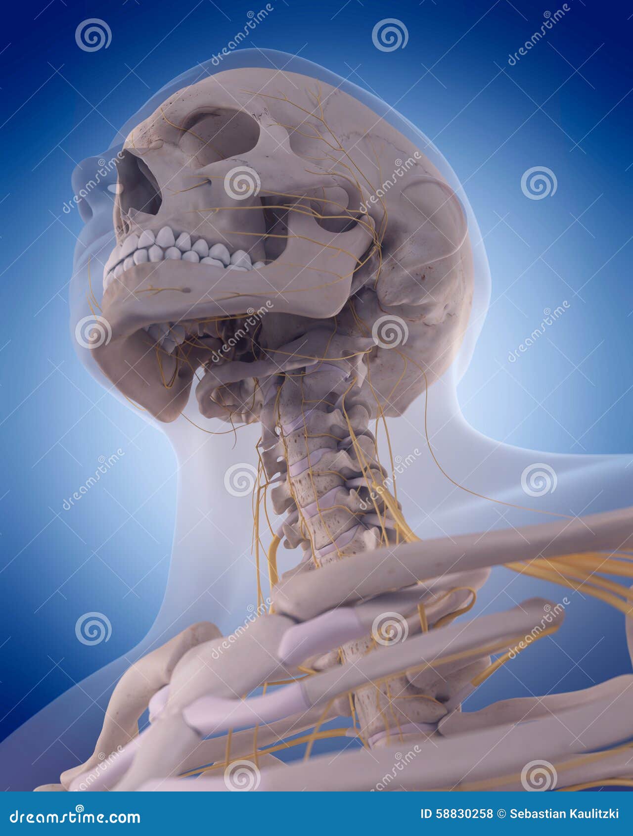 Nerves of the neck stock illustration. Illustration of nerves 58830258