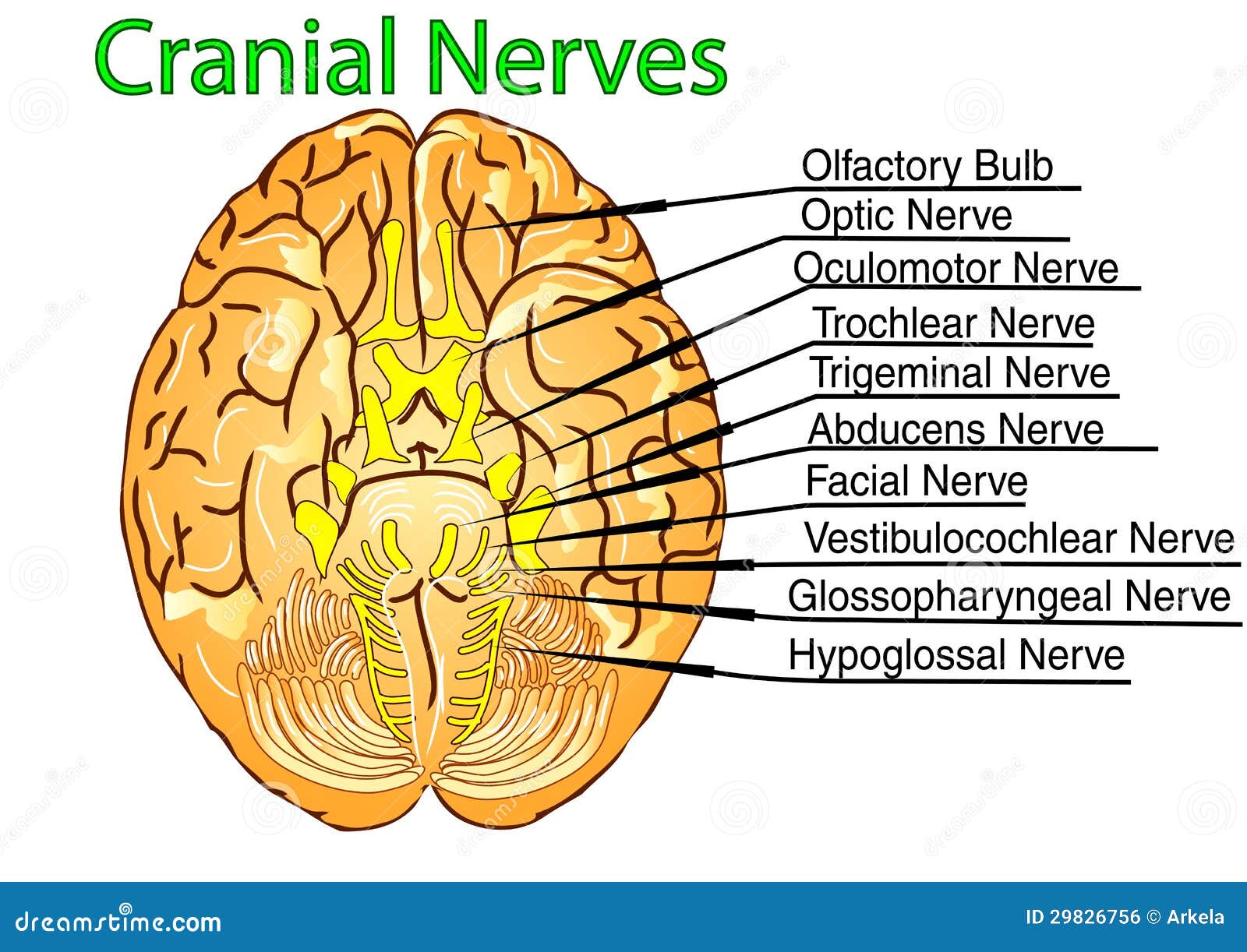 Nervos cranianos ilustração do vetor. Ilustração de cranial 29826756