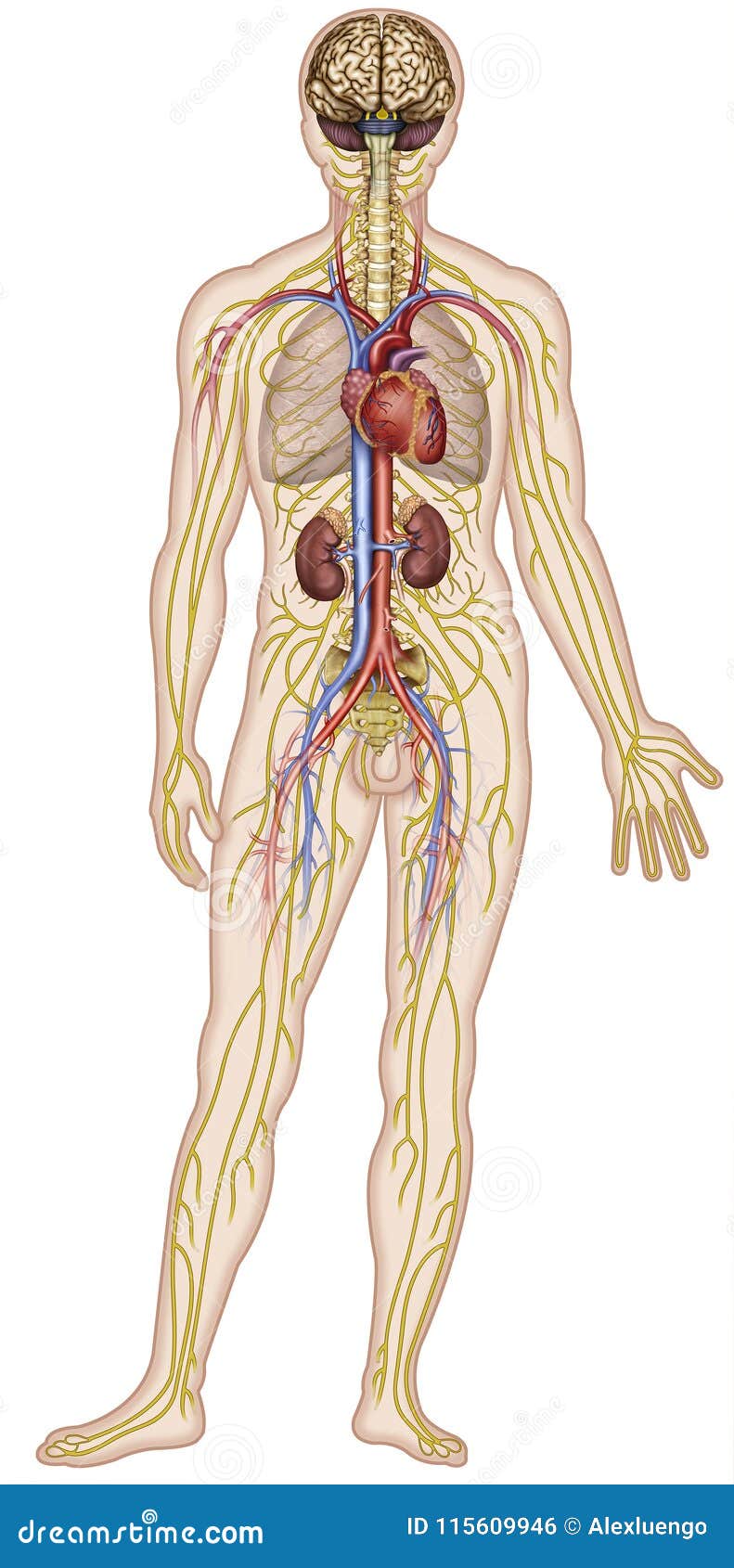 Nervoso E Apparati Circolatori Dell Illustrazione Del Corpo Umano Di Una Figura Umana Illustrazione Di Stock Illustrazione Di Illustrazione Nervi