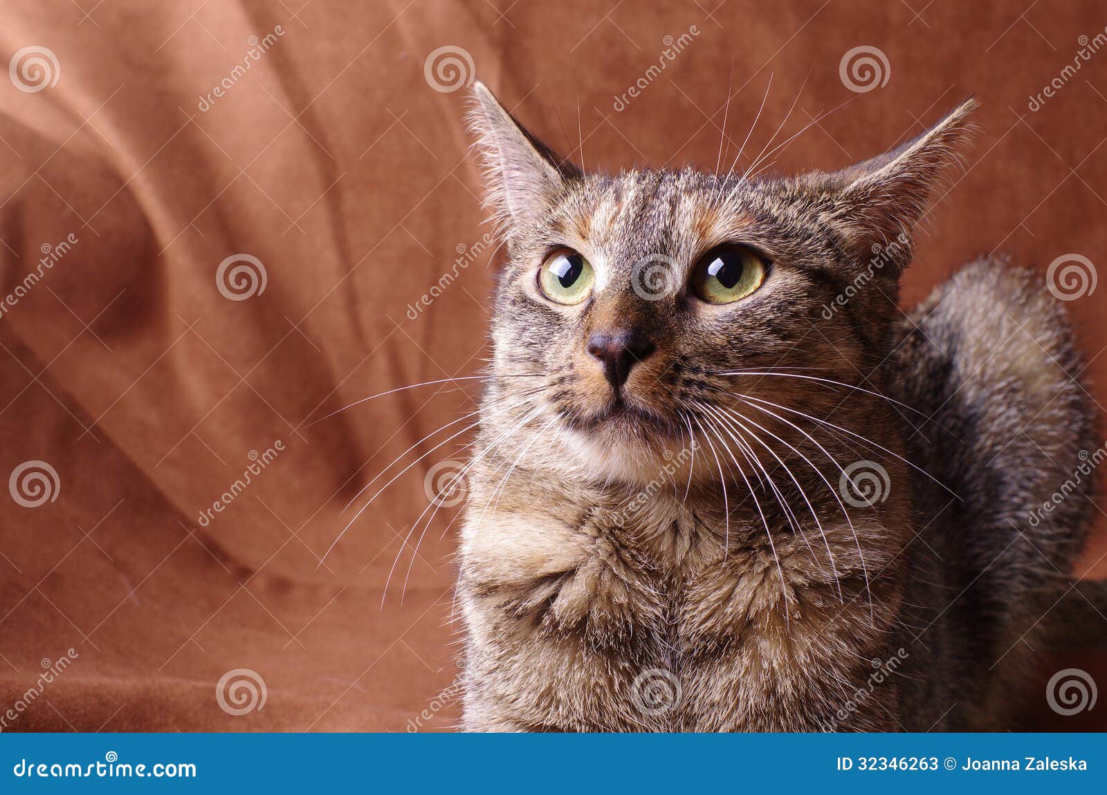 Nervous cat studio shoot stock image. Image of nervous 32346263