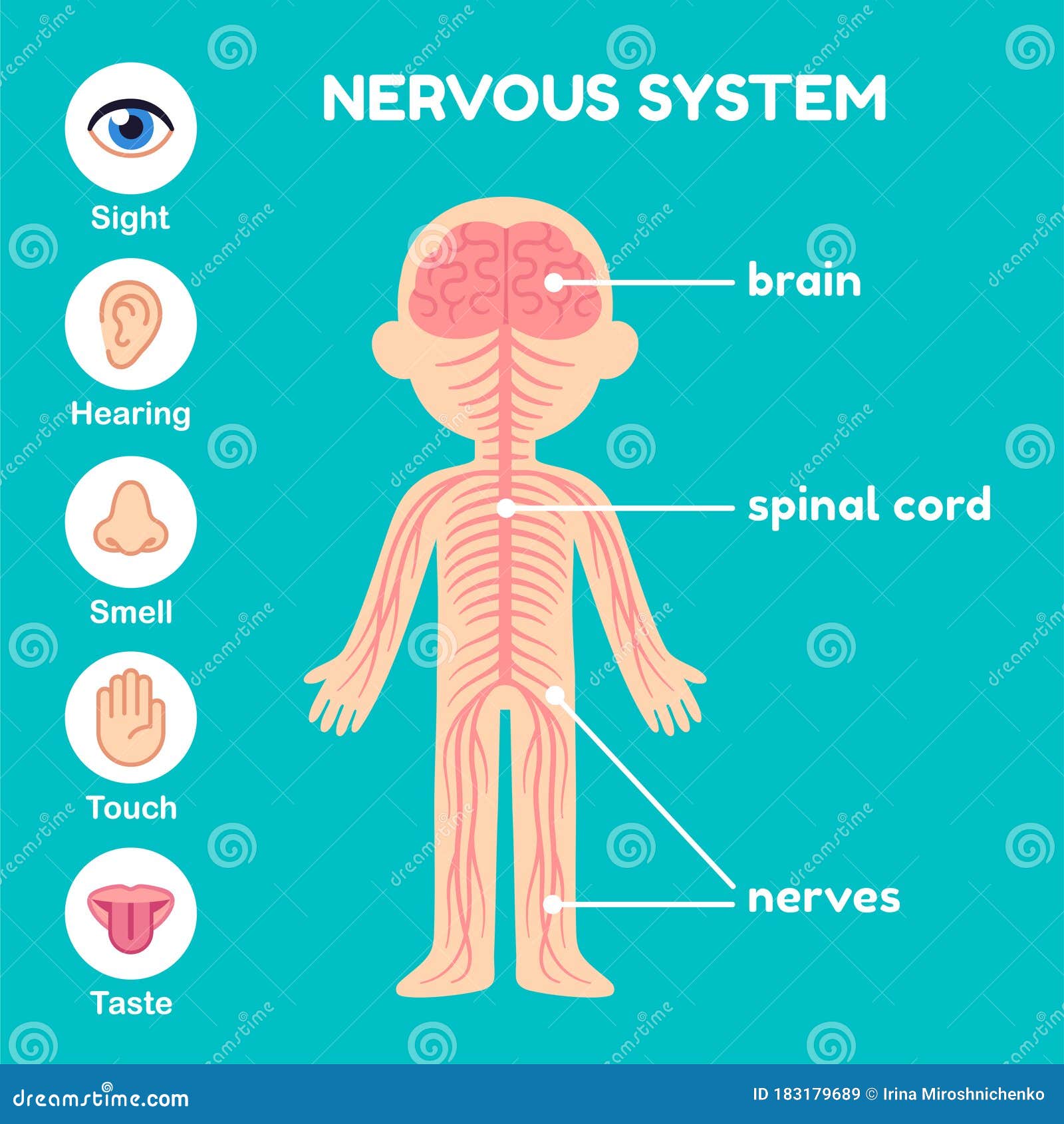 nervous system anatomy for children