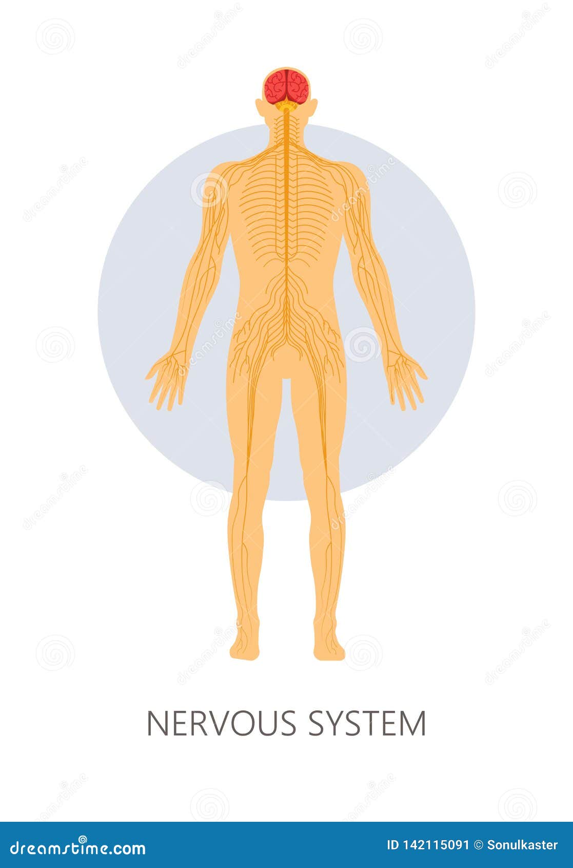 nervous system brain and nerve endings  anatomy