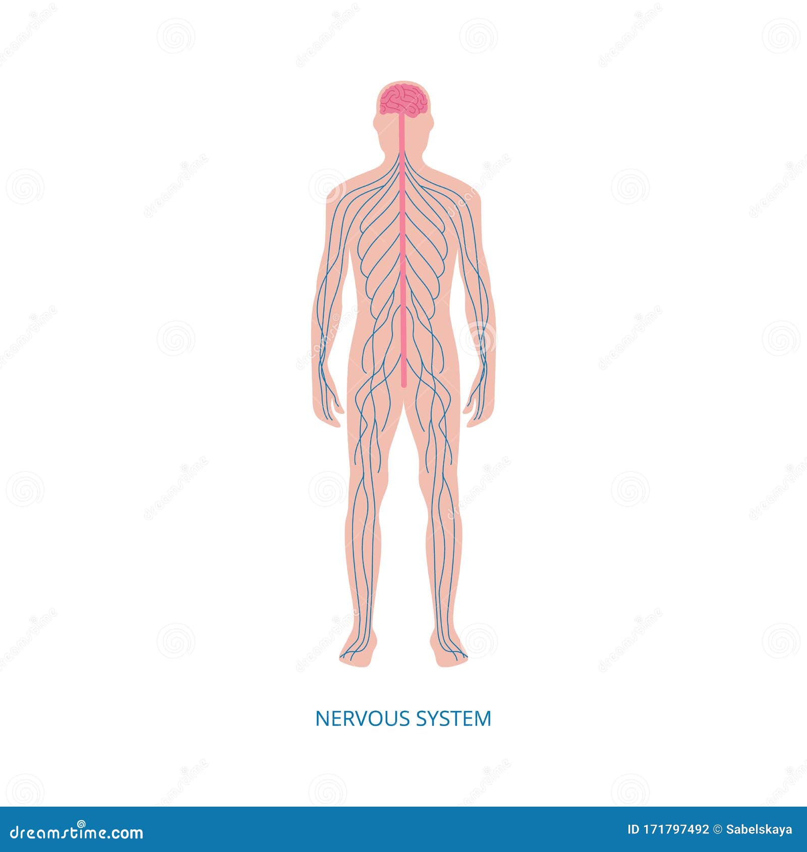 Nervous System Cartoon Diagram Of Male Human Body With Blue Nerve Lines Stock Vector Illustration Of Medicine Human 171797492