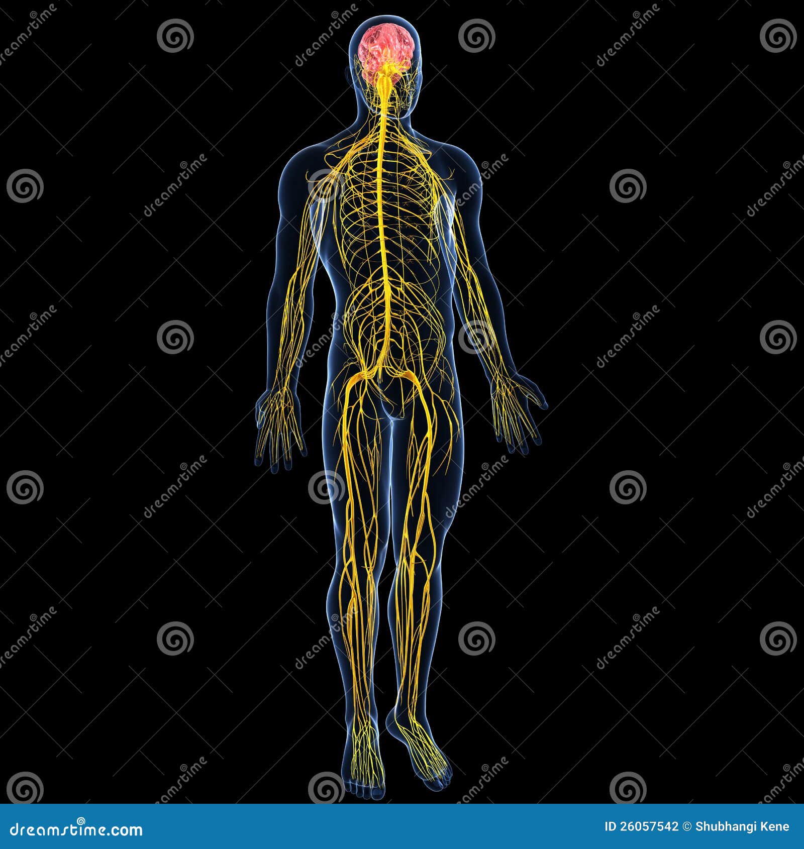 nervous system with full body of male
