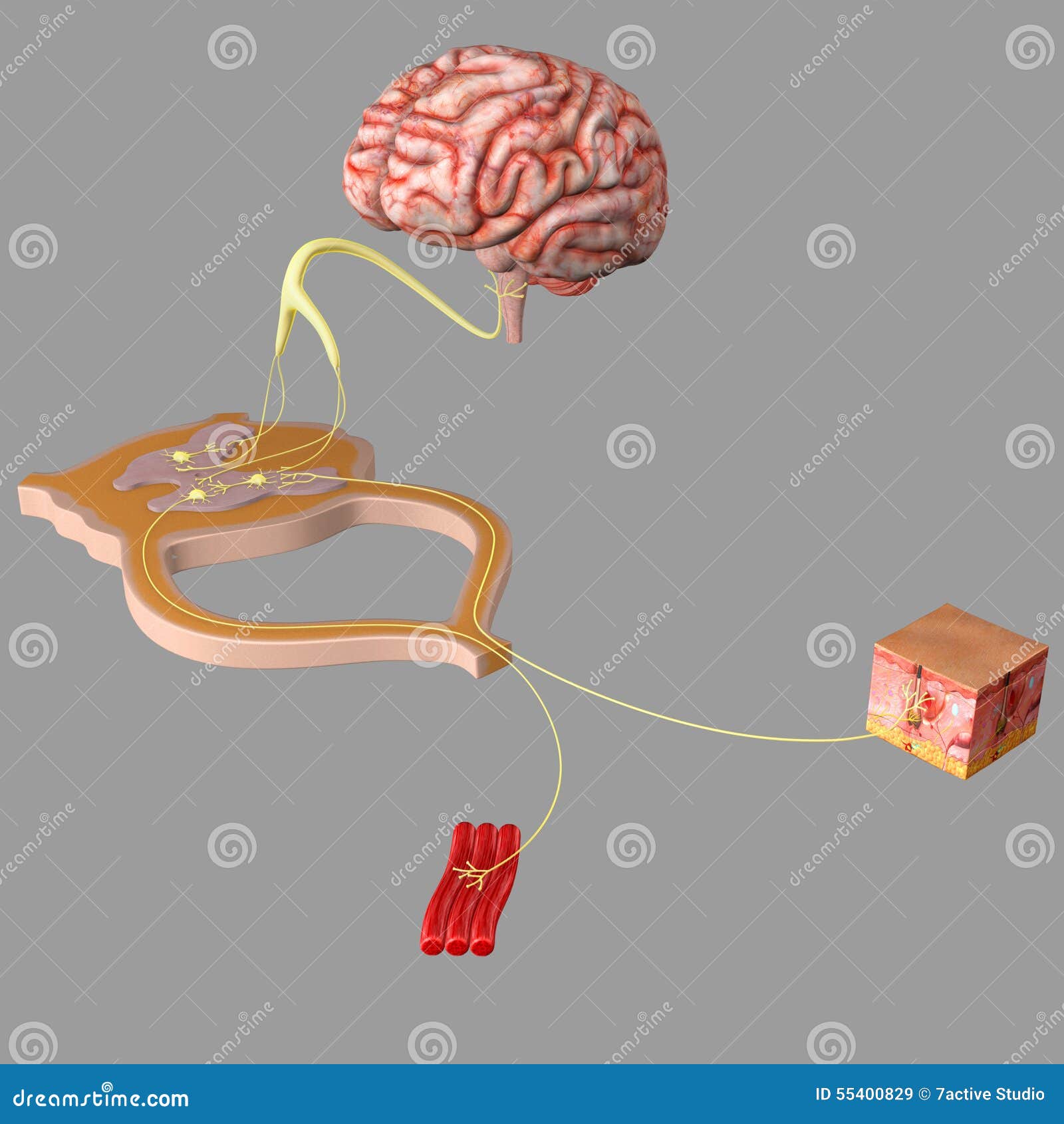 nervous system functionality