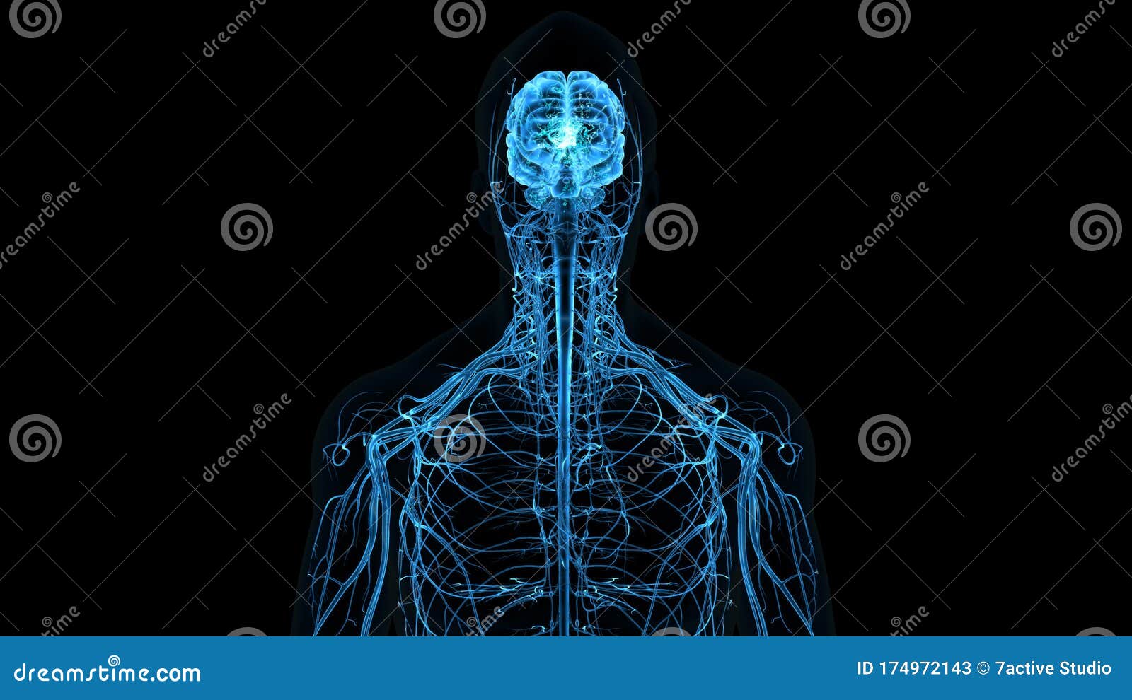 human central nervous system